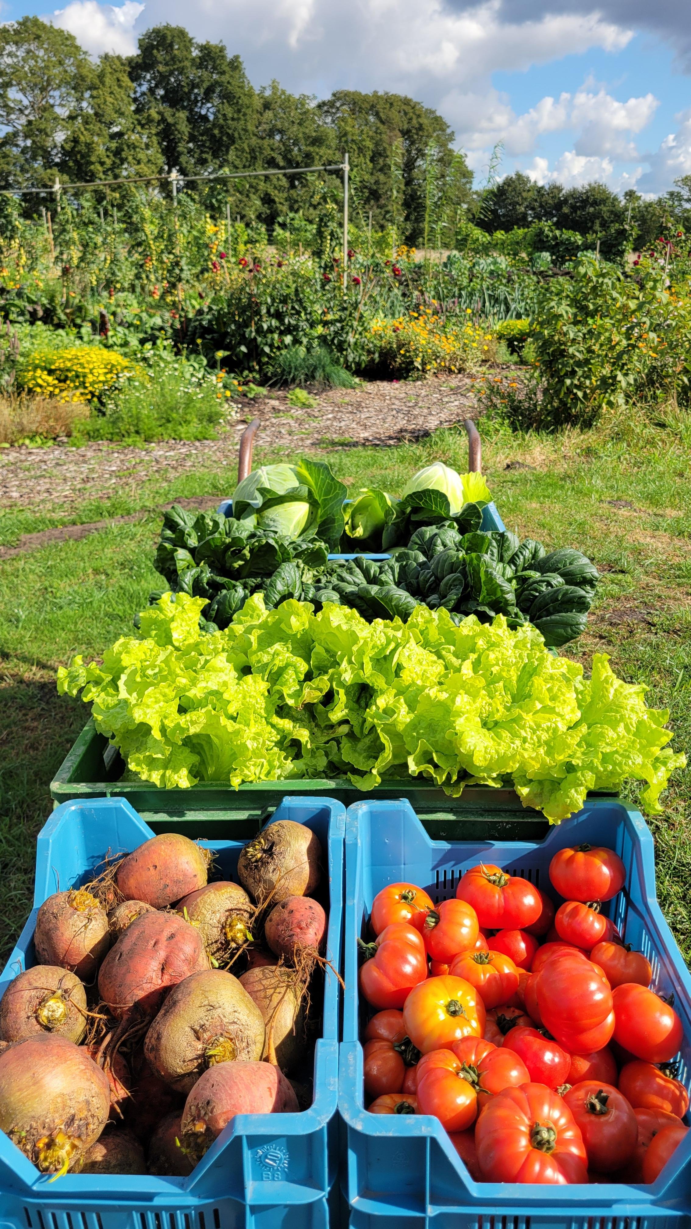 Groentes op de kar voor groentetuin.jpeg
