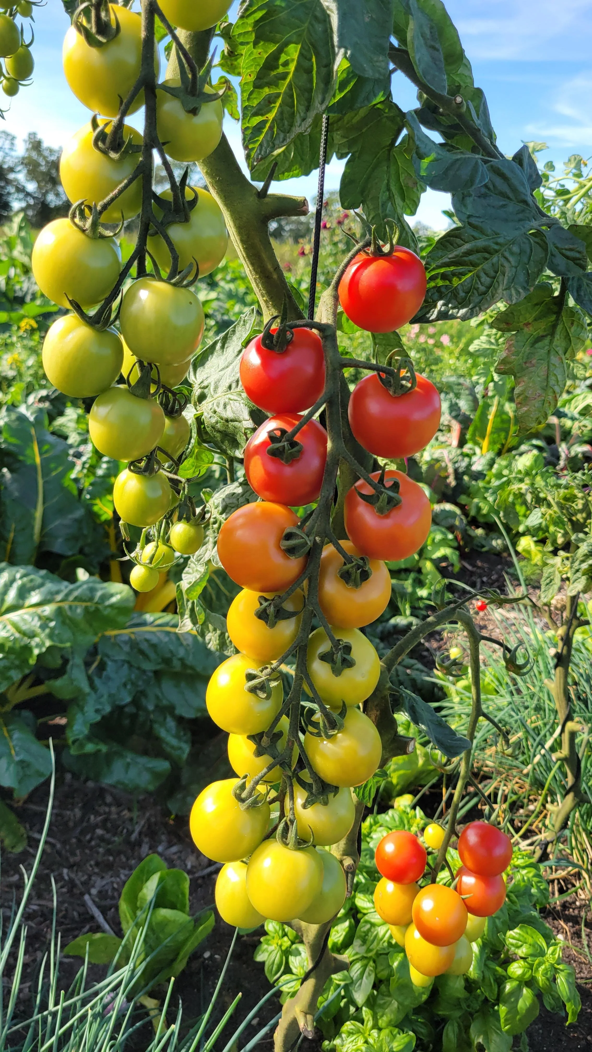 Tomatenrek Kirsten.jpeg