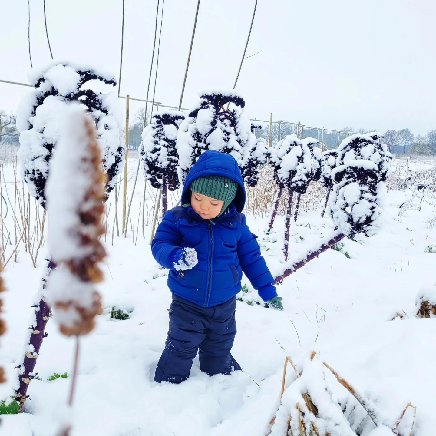 Wat een winterse pracht in en om de groentetuin ☃️!

#buitenleven #sneeuw #boerderij #drenthe #groentetuin
