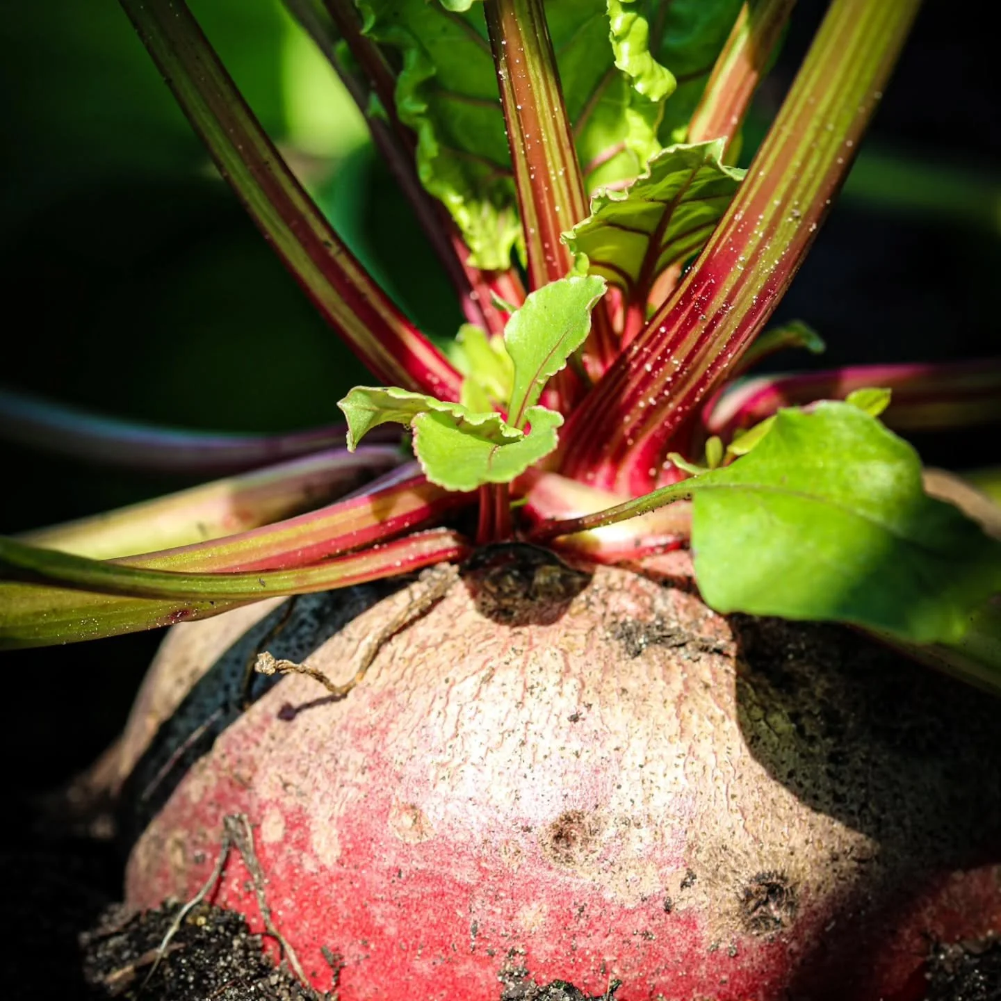 Wel groentes, geen pakketten dit jaar 🫜🥬🥕 

Vanwege de komst van ons tweede zoontje half juni &eacute;n een verbouwing aanstaande, gaan we geen pakketten maken dit groeiseizoen en ons alleen richten op de losse verkoop van onze kraakverse, gezonde