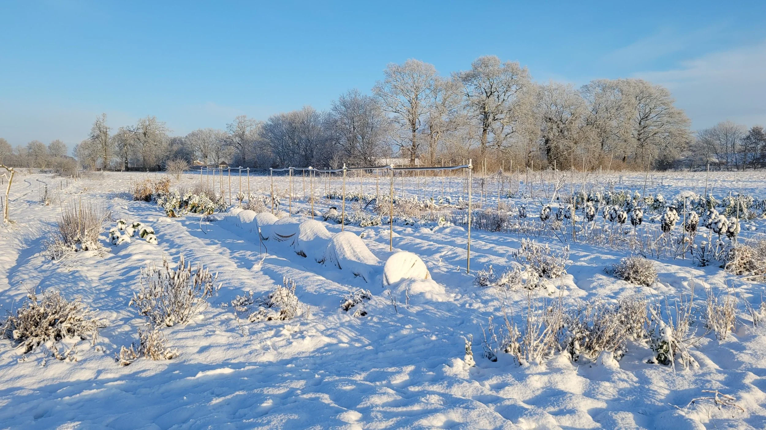 Braamsluiper groentetuin in de sneeuw