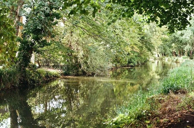 A calm creek in Horsham, West Sussex flowing through a lush green forest with overhanging trees and thick vegetation along the banks.