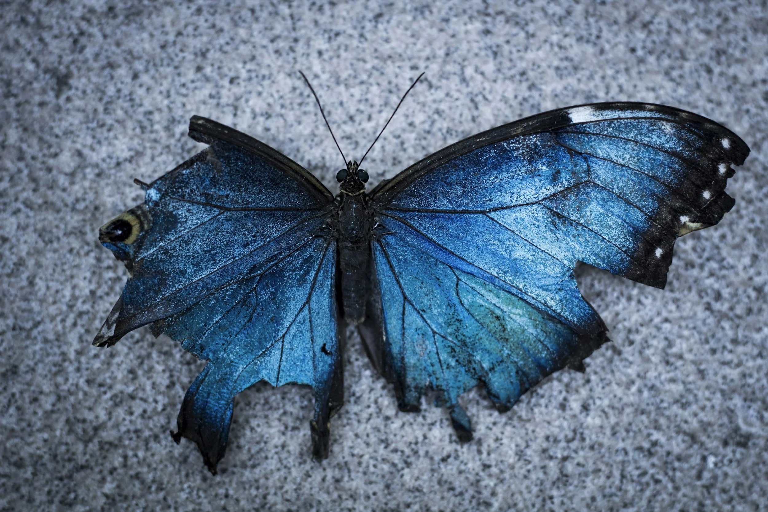 Blue butterfly symbolizing healing and resilience, representing a free self-harm reference guide for parents and caregivers.