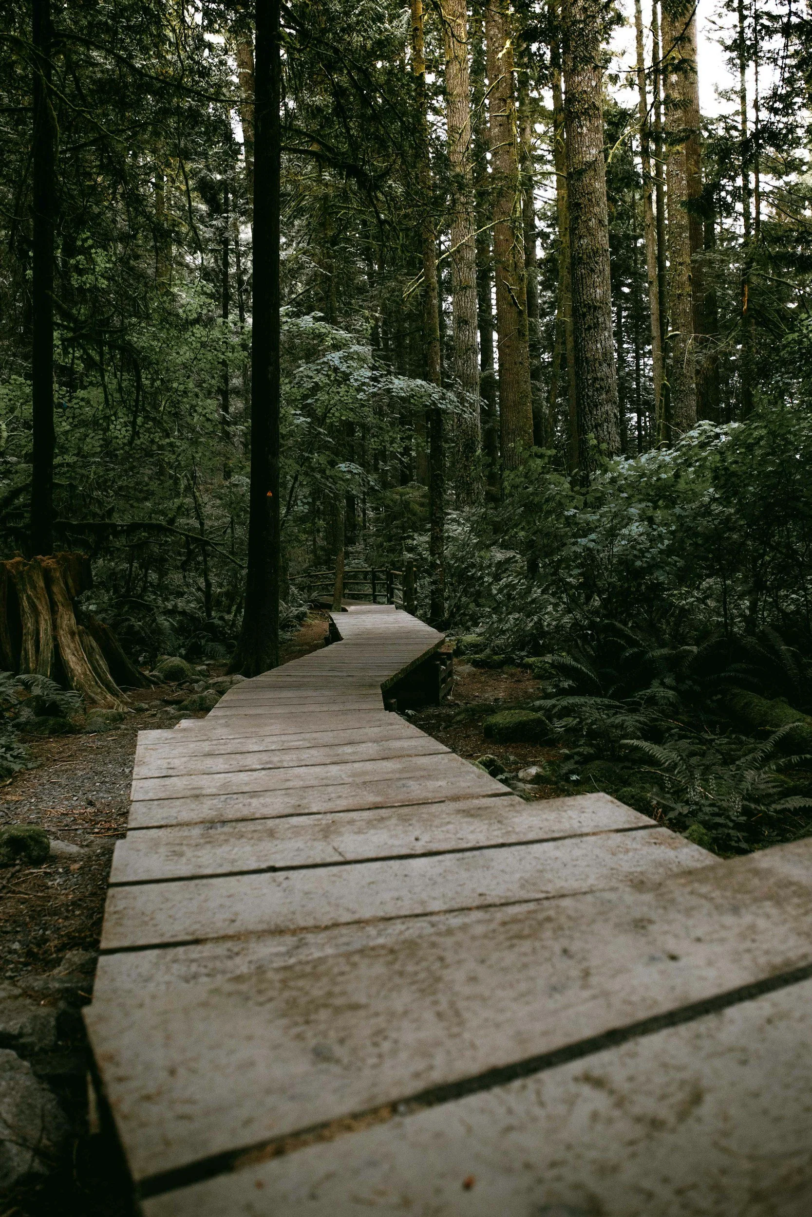 A wooden forest trail winding through dense tall trees and lush greenery, with no people visible.