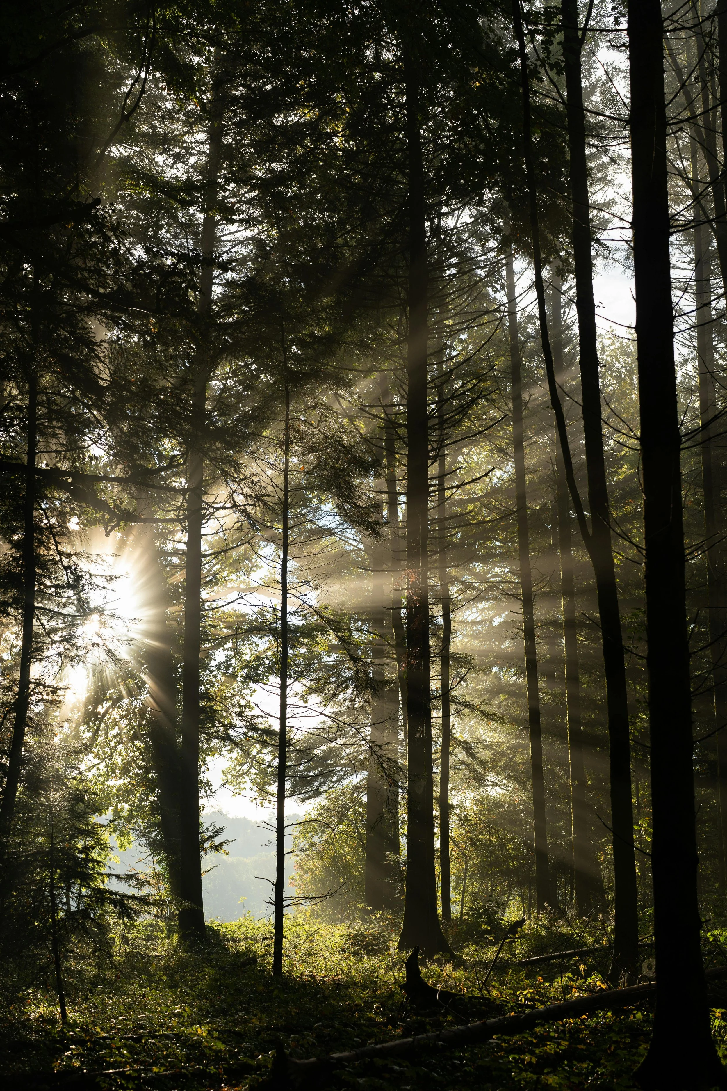 Sunlight filtering through tall trees in a dense forest