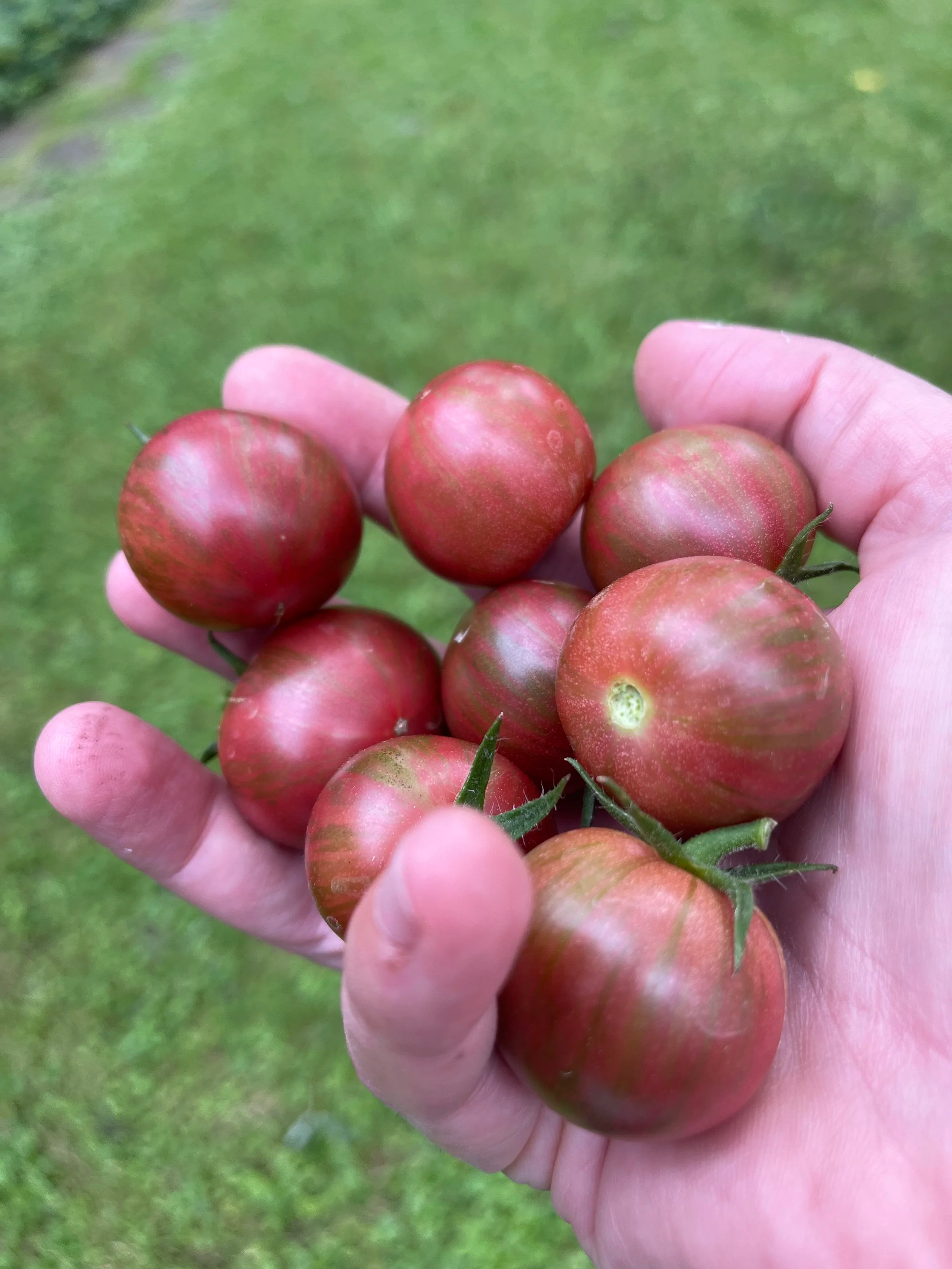 Gifts from gardening.