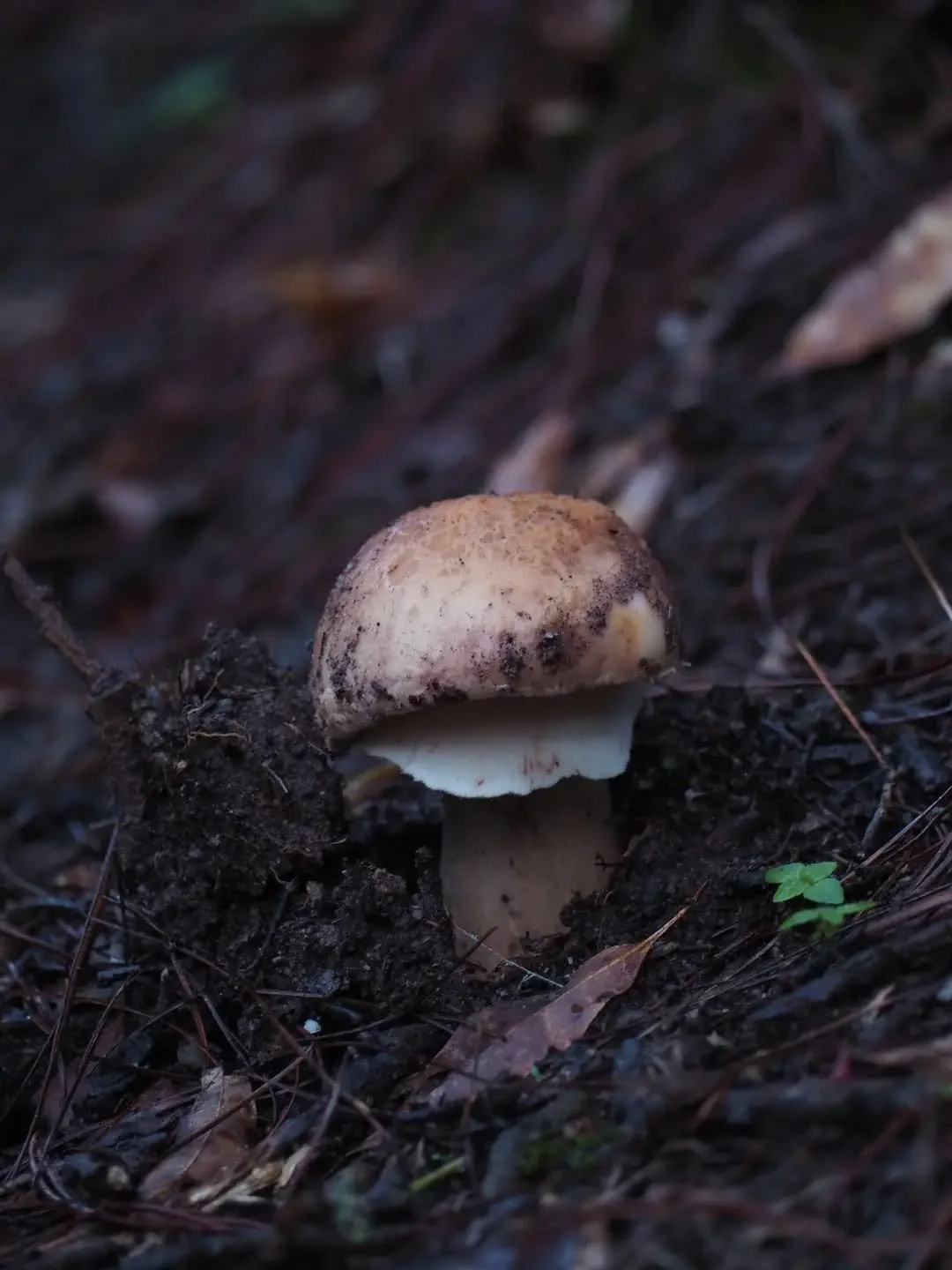 Las lluvias estan comenzando y la vida florece en el bosque 🌲🍄&zwj;🟫

Alguien sabe decirnos el nombre de este hongo? 🙂