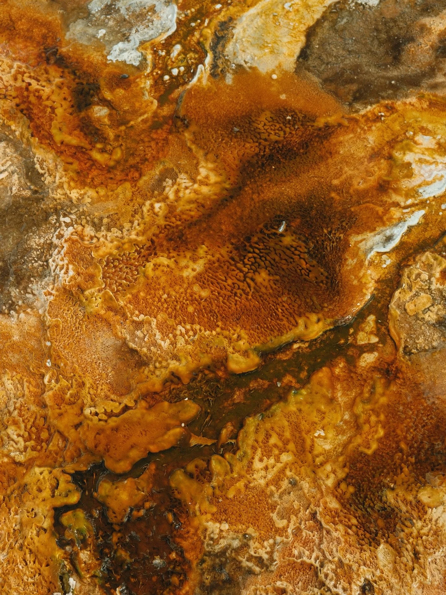 Another @yellowstonenps photo dump because I&rsquo;m still a bit perplexed with what&rsquo;s going on here but I&rsquo;m not mad about it ~ 

The baby elk 🥲🥹 and a wolf?! (I was far away, had a zoom lens, before anyone comes at me) 

#yellowstone #