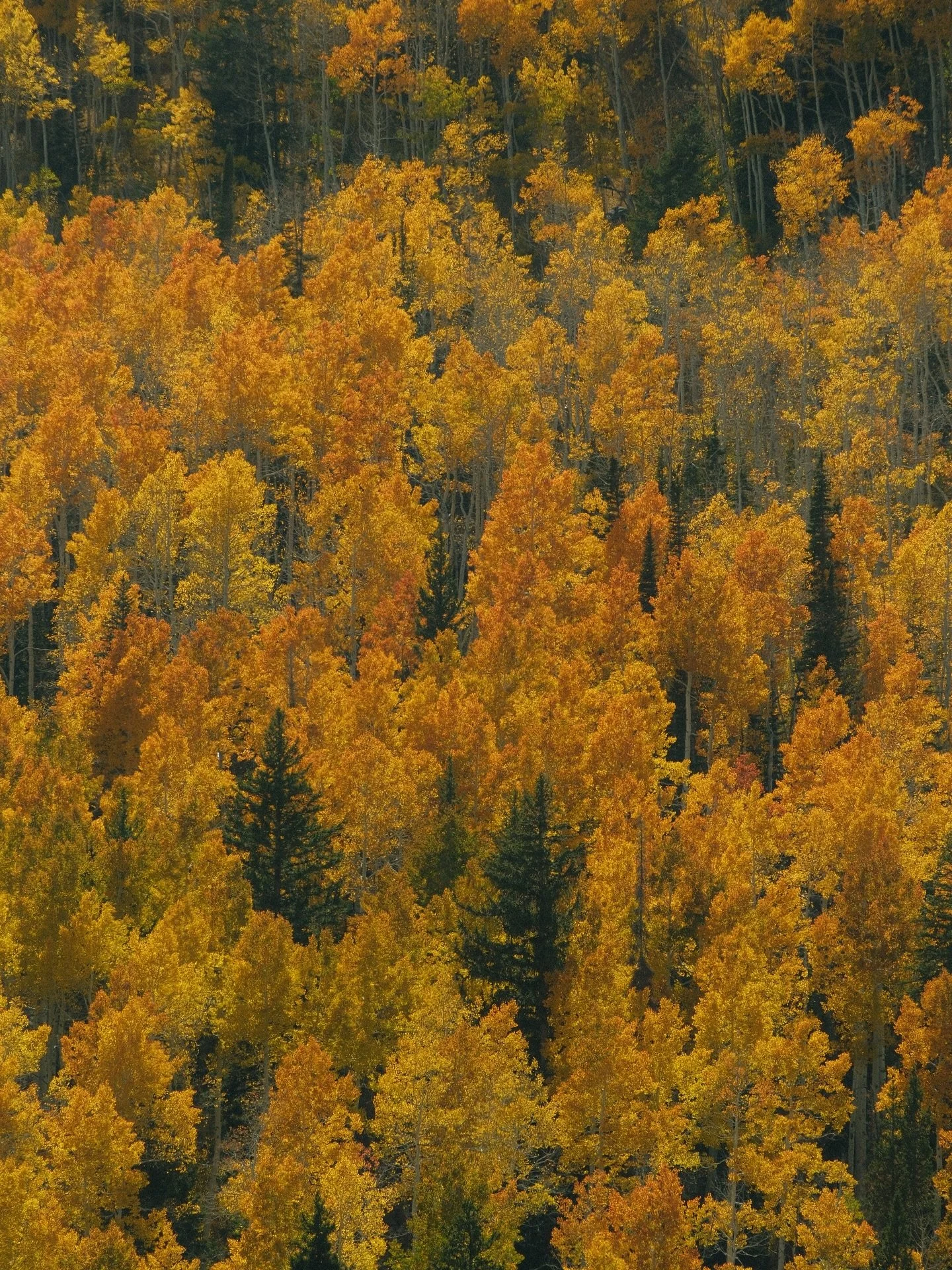 Bathe me in the @traderjoes butternut squash mac + cheese plz 

Fall has officially entered the chat 🍁🍂🍃

#utah #fallinutah #utahliving #lifeinutah #fallcolors
