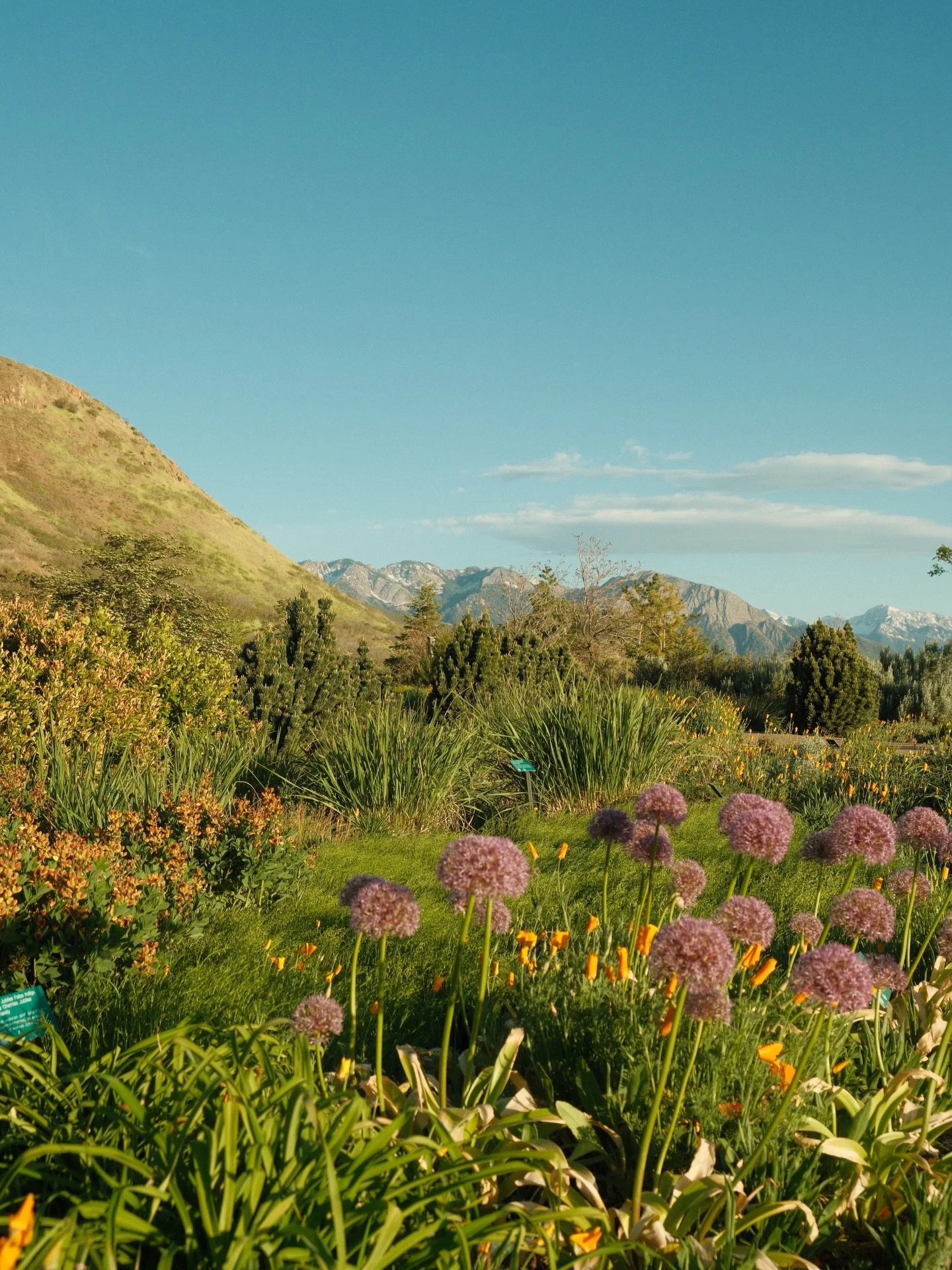dnd: I&rsquo;m frolicking around @redbuttegarden 

🪴🌵🌳🌱🍃🍄&zwj;🟫🌾🌼

Red Butte Garden, Utah gardens, Utah flowers, SLC Utah,