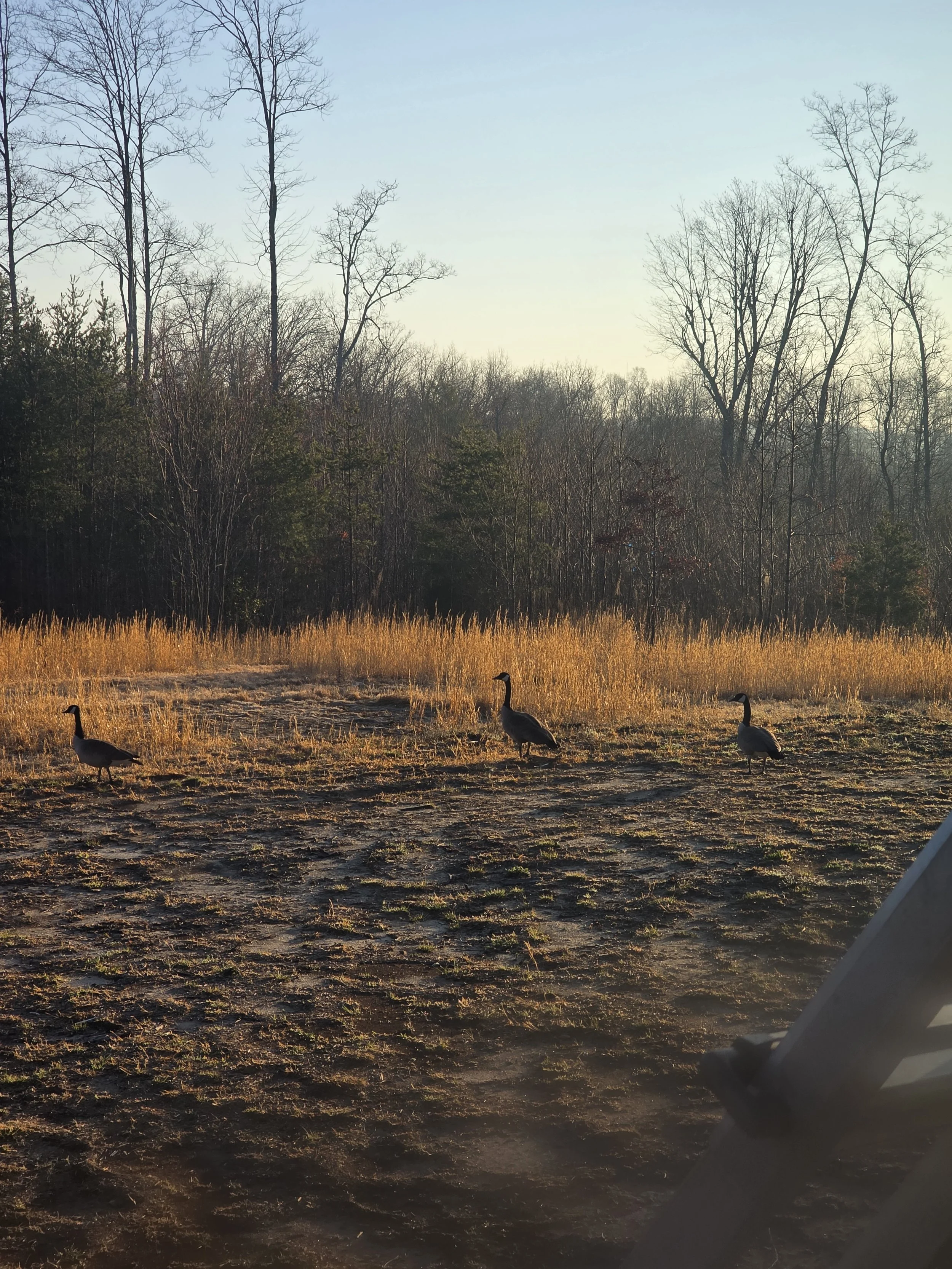 Three geese standing on dirt ground with tall yellow grass and leafless trees in the background during sunset or sunrise.