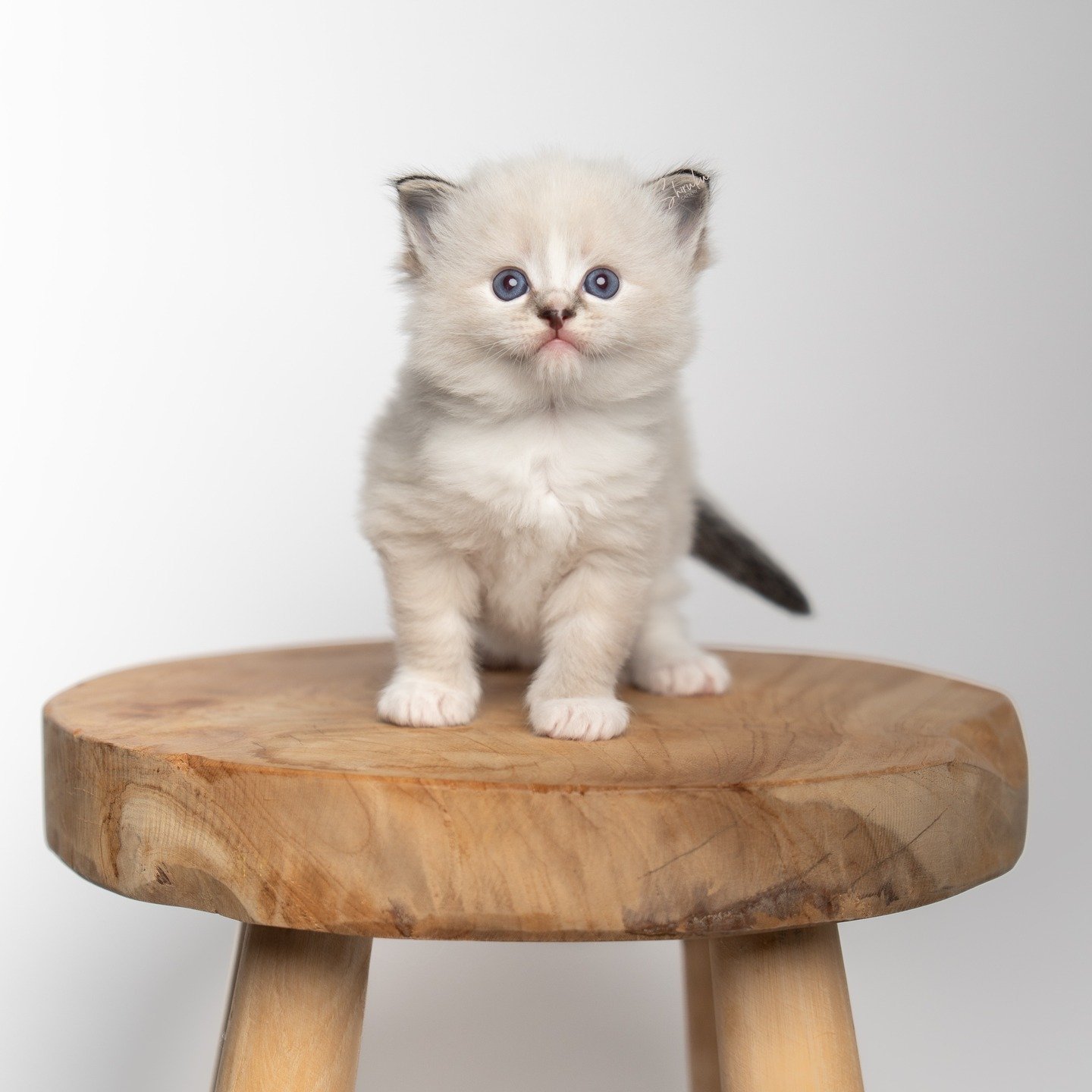 😍 4 weeks 😍
The kittens&rsquo; first real photoshoot 📸 In order; Tatin, Eclair, Macaron &amp; Madeleine

Now that the kittens have moved into our big kitchen, they&rsquo;re experiencing lots of new impressions&mdash;sounds, smells, and people.

We