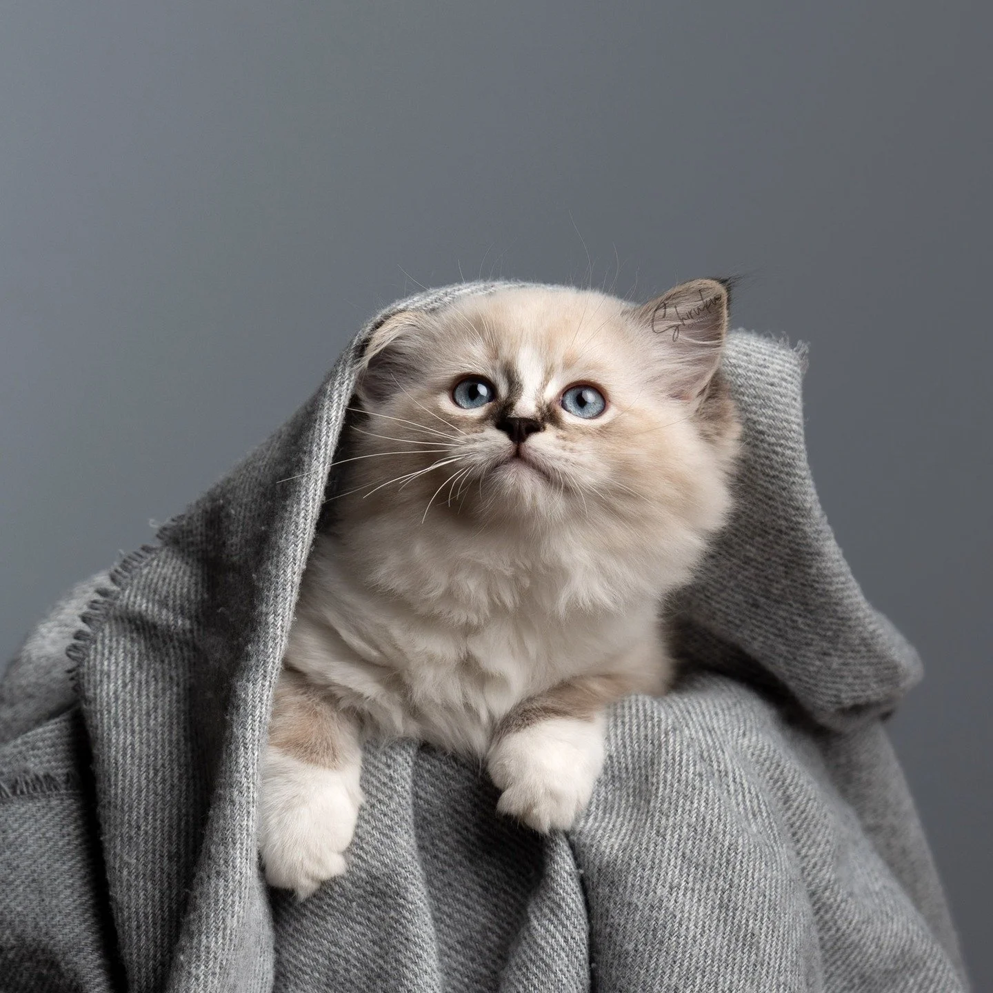 ❤️ Tatin ❤️

Sire: IC DK Rags of Silk Floss Faramir
Dam: DK Catharsis Nuggets Galore

#ragdollkitten #cattery #dk