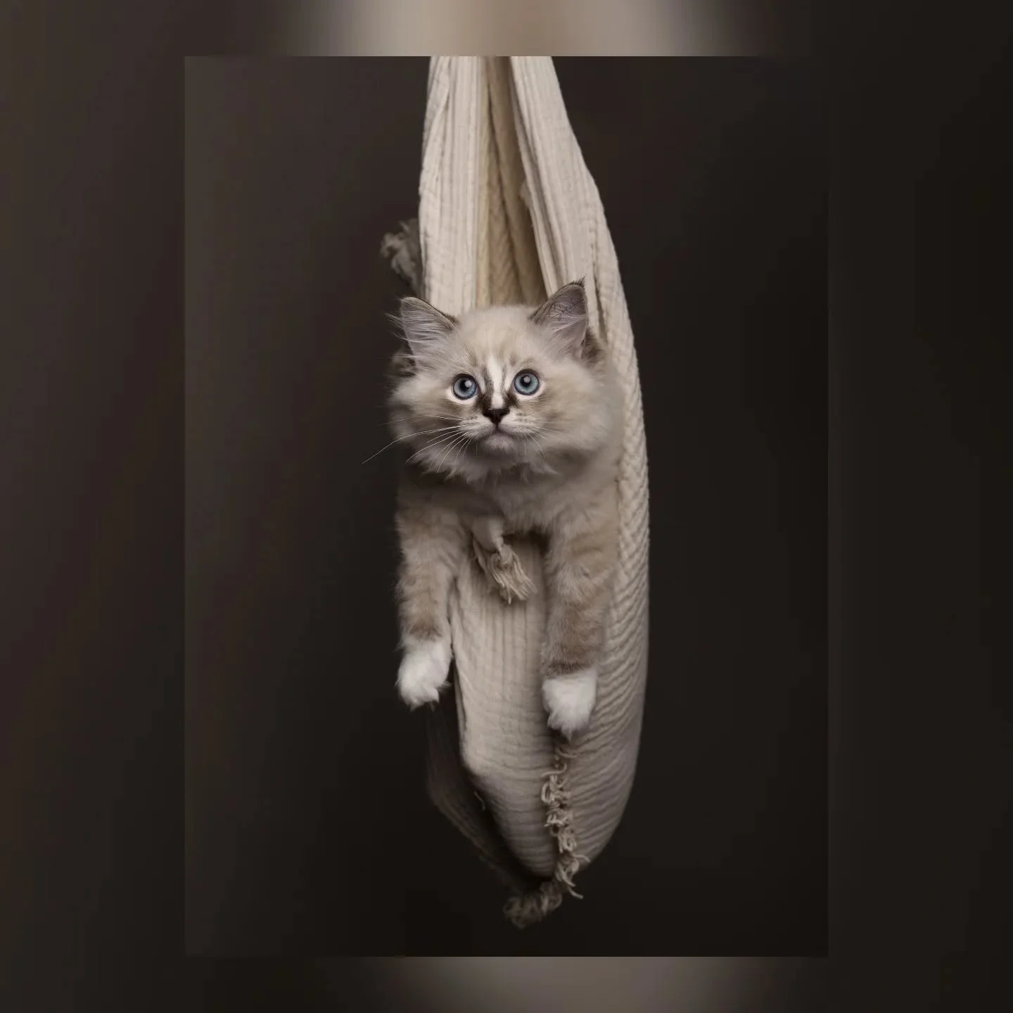 😻 12 weeks 😻

Time flies so fast and they are growing up 😸 We love those four kittens and we are lucky enough that some of them get to stay a little bit longer, until their new families are ready to take them home 🏠🥰 

#kittens #ragdollcat #ragd