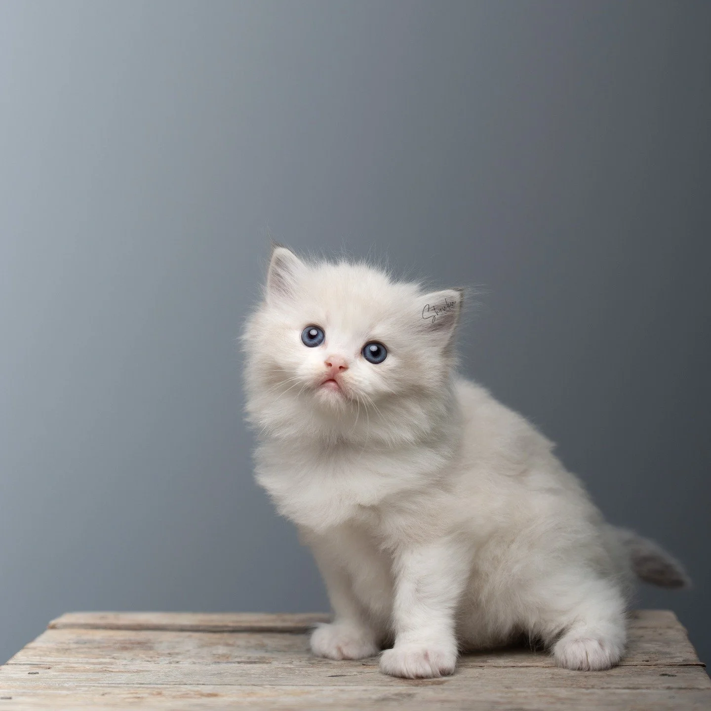 😻 5 weeks 😻
These three fluffballs are such wonderful kittens 🥰 We&rsquo;re keeping a close eye on them and their development, as we&rsquo;re planning to keep one from this litter.

In order; Kiki, Koda &amp; Calcifer

Father: IC DK Seier&oslash;&