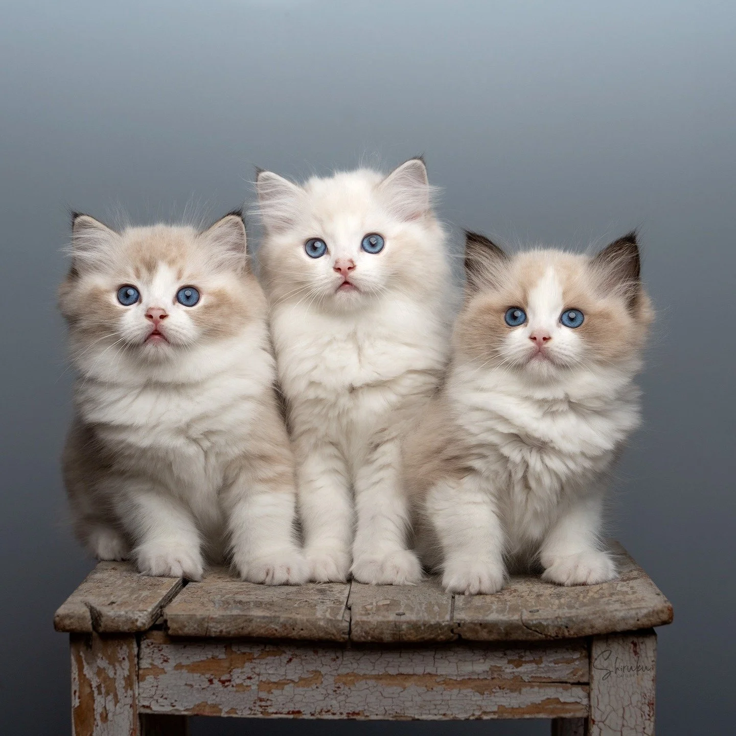 Our three little treasures 🥰
- Calcifer
- Kiki
- Kodama

Dam: PT Lusodolls Ayla
Sire: IC DK Seier&oslash;&rsquo;s Camaro