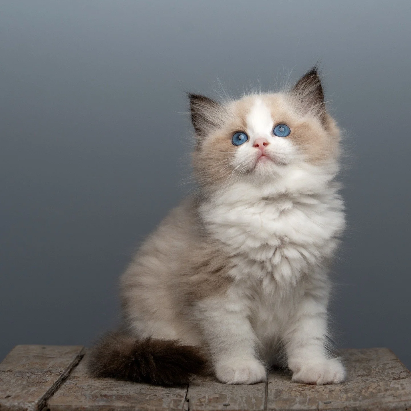 ❤️DK Shiruku Encharnting Kodama❤️

Dam: PT Lusodolls Ayla
Sire: IC DK Seier&oslash;&rsquo;s Camaro

#Fluffykitten #ragdoll #katteopdr&aelig;t #Denmark