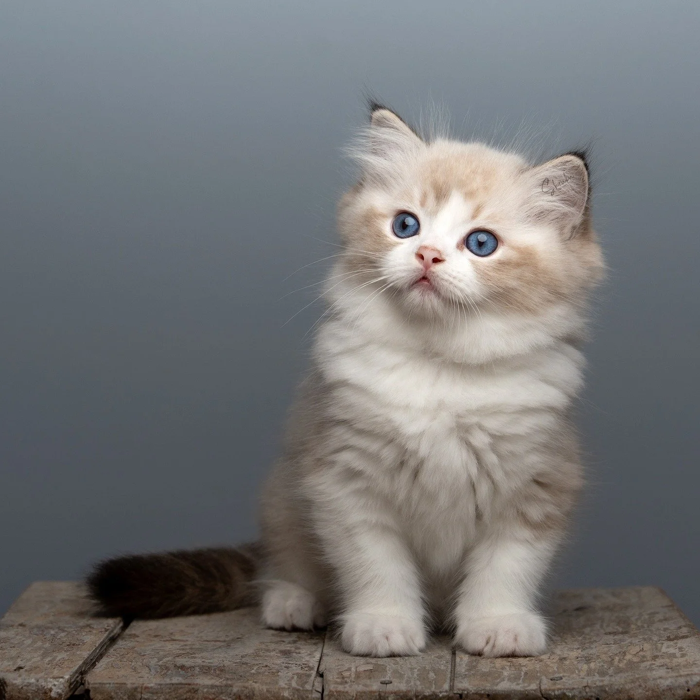 😍 DK Shiruku Encharnting Calcifer 😍

Dam: PT Lusodolls Ayla
Sire: IC DK Seier&oslash;&rsquo;s Camaro

#cuteness #ragdoll #fluffy