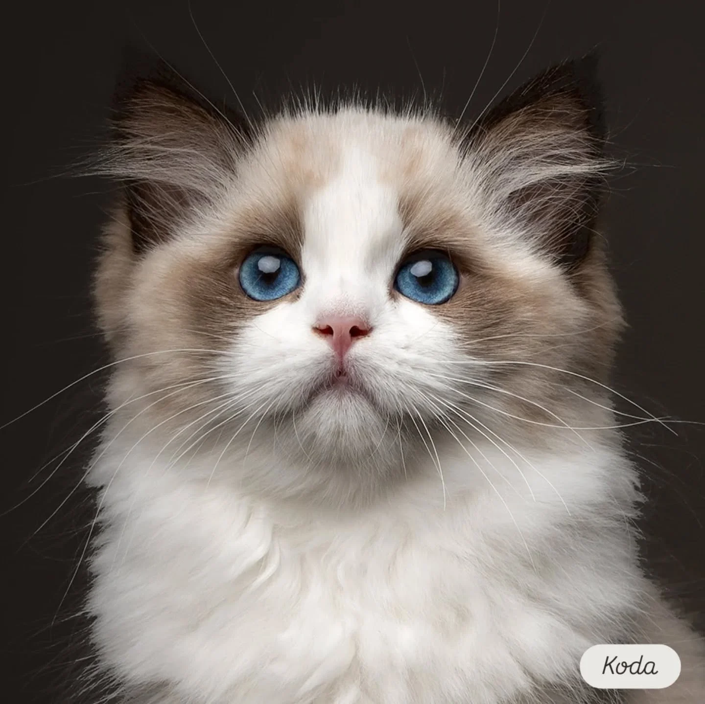 My three precious kittens - Kodama, Kiki and Calcifer 😻 
Soon they are old enough to go for their first show and I'm so excited 😸🌟 
14 weeks at this picture 

Dam: PT Lusodolls Ayla
Sire: DK Seier&oslash;'s Camaro

#ragdollkittens #fluffykitten #c