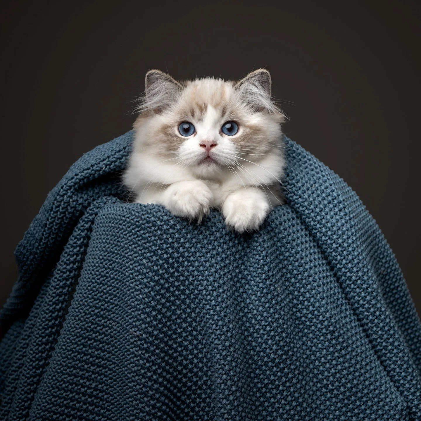 DK Shiruku Encharnting Calcifer

Named after one of my favourite characters in a fantastic movie; Howls Moving Castle. 

Our Calcifer is a big, broad boy with a fantastic temperament. He is very brave, curious and loves to cuddle. He has a true Ragdo