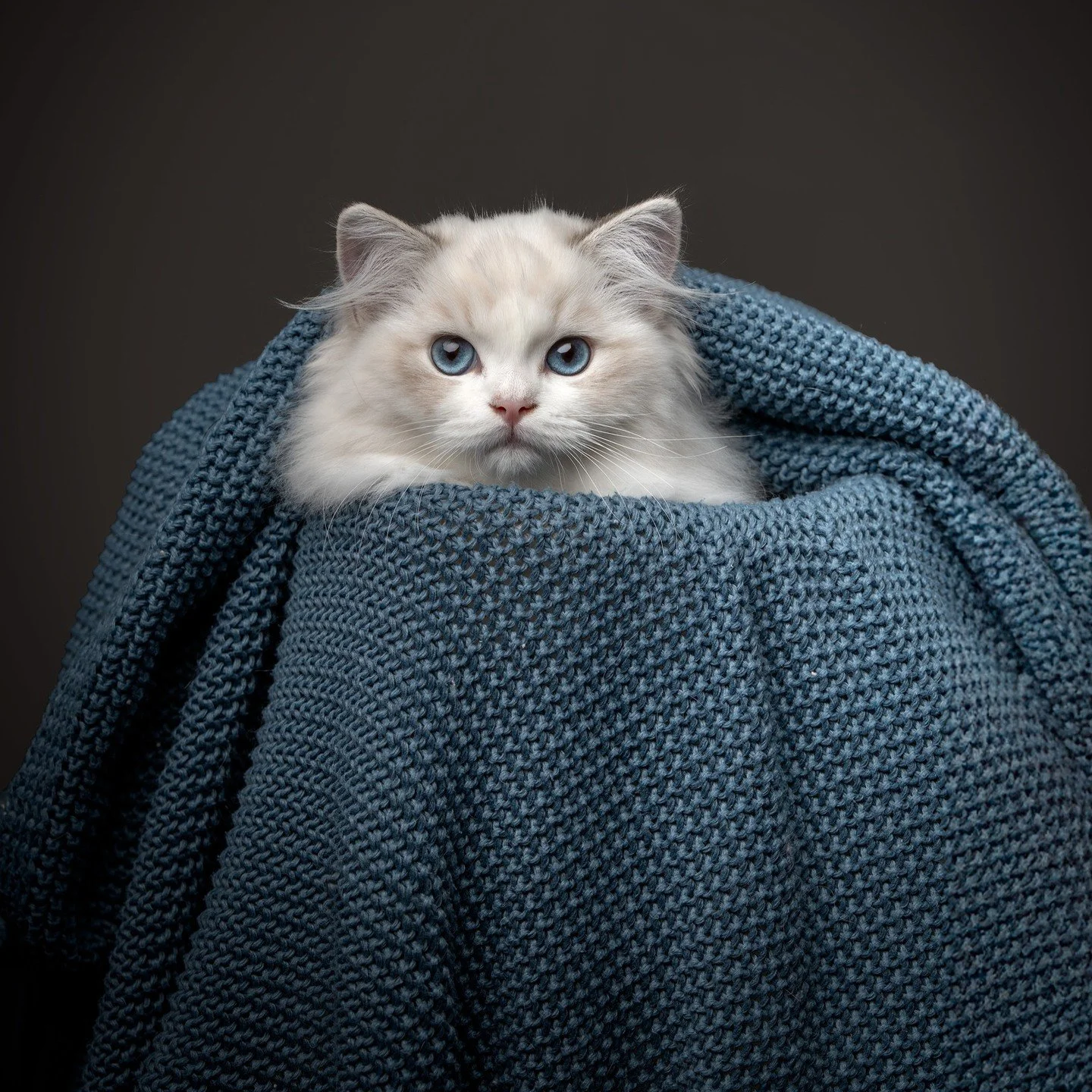 DK Shiruku Encharnting Kiki

Named after the girl in Kiki&rsquo;s Delivery Service - also a Studio Ghibli movie.

Kiki is a big and long girl - just the type of look I really like 😍 She&rsquo;s not only beautiful, but also very sweet and loving. She