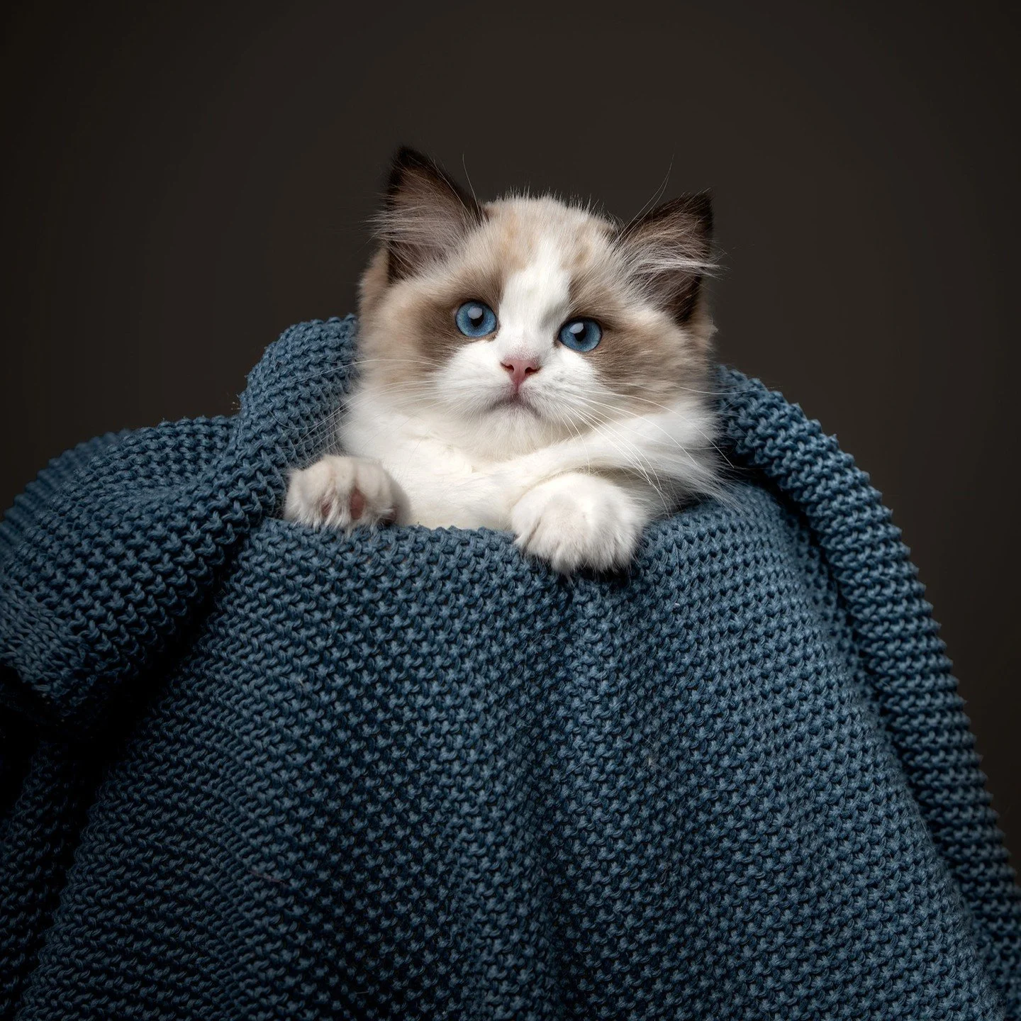 DK Shiruku Encharnting Kodama

Named after the forest spirits in one of the best Studio Ghibli movies; Princess Mononoke.

Koda is a really beautiful little ragdoll girl😍 She is often the one taking her time to new things, but when looking at her bi