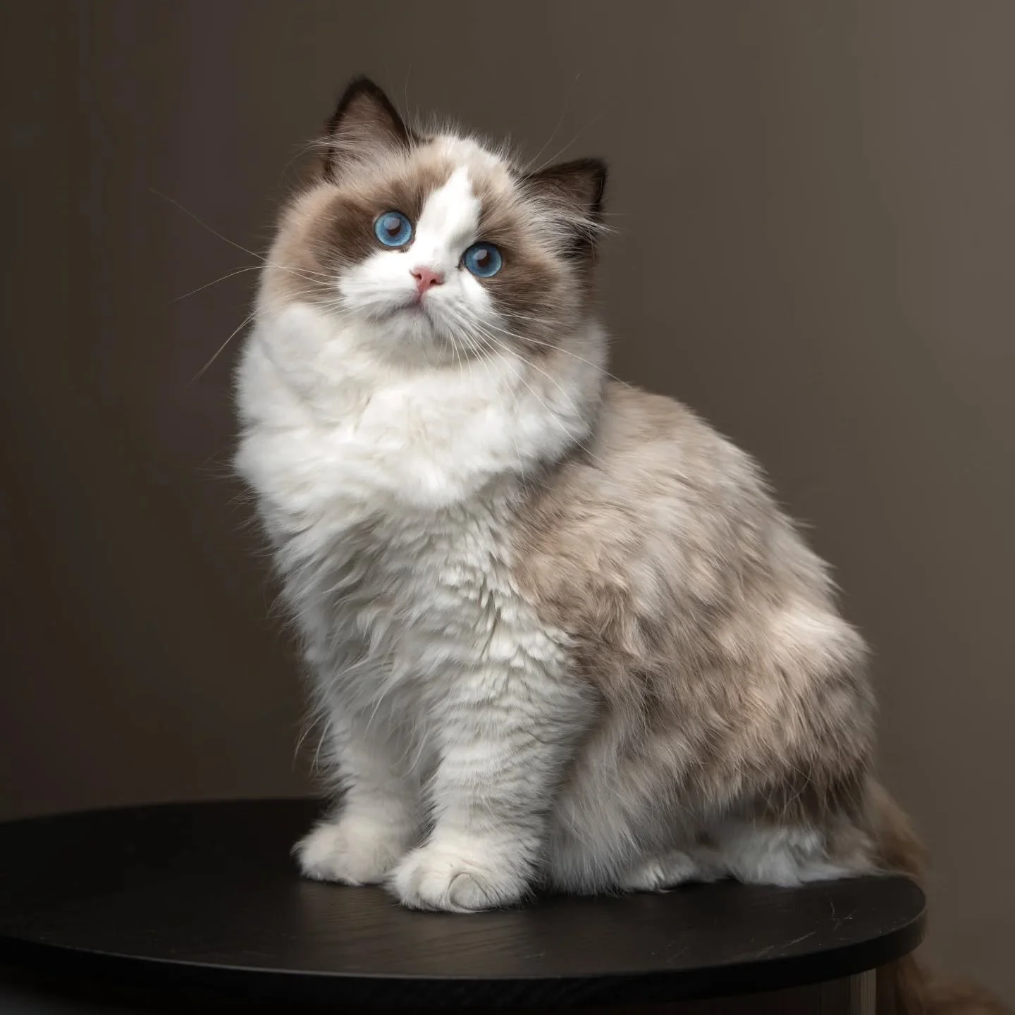 😻 DK Shiruku Enchanting Kodama 😻
Koda is so sweet and funny, she is really a special girl and also did so well on the cat show. As you can see in this picture, her fur is not looking the best and I need to practice making her shine to her potential