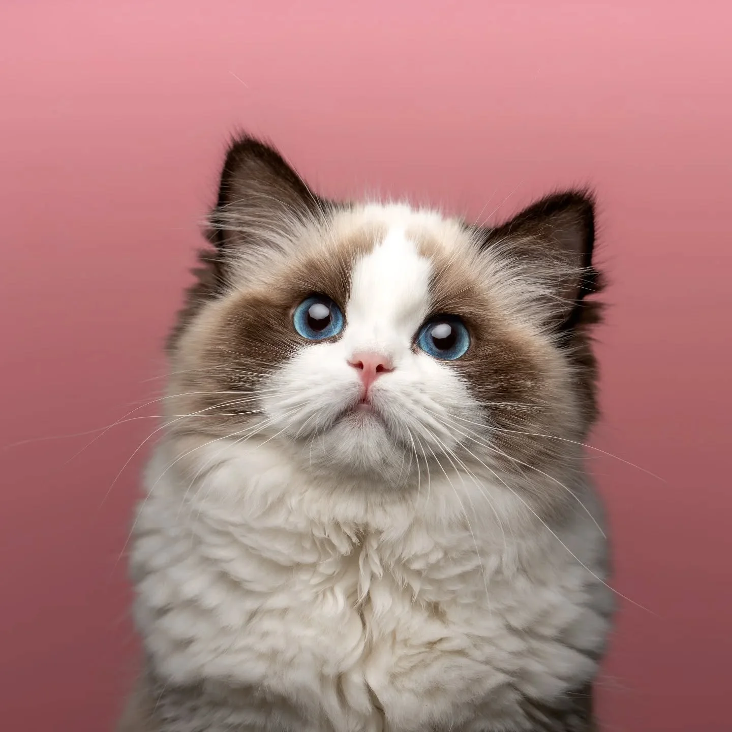 😻 DK Shiruku Enchanting Kodama 😻 
Sweet, cute and absolutely adorable 😍 Koda is stealing hearts and we love her so much ❤️❤️❤️

#valentinecat #ragdoll #denmark🇩🇰 #cattery