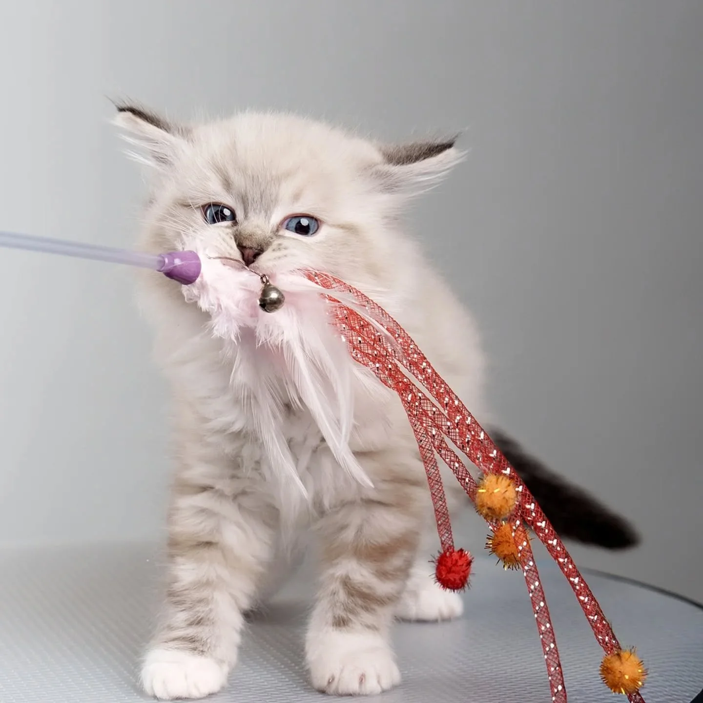 🩷Eira🩷
This little girl is both sweet and playful - a lot like her mother 😻
We are going to keep her in the cattery as she is the only kitten we got with pedigree after our male cat Lewie 🫶
#playfullkitten #ragdolll #cattery