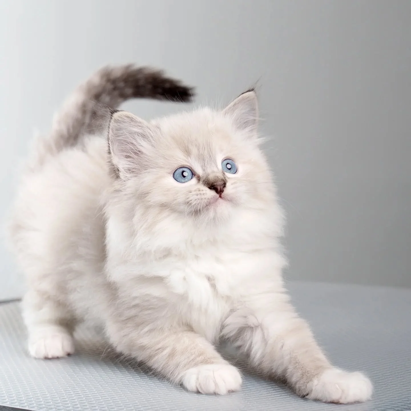 🩵Nix🩵
A sweet big boy 😻 He loves to climb up on us and talks a lot to us 🥰
#ragdolll #killinger #katteri #dk