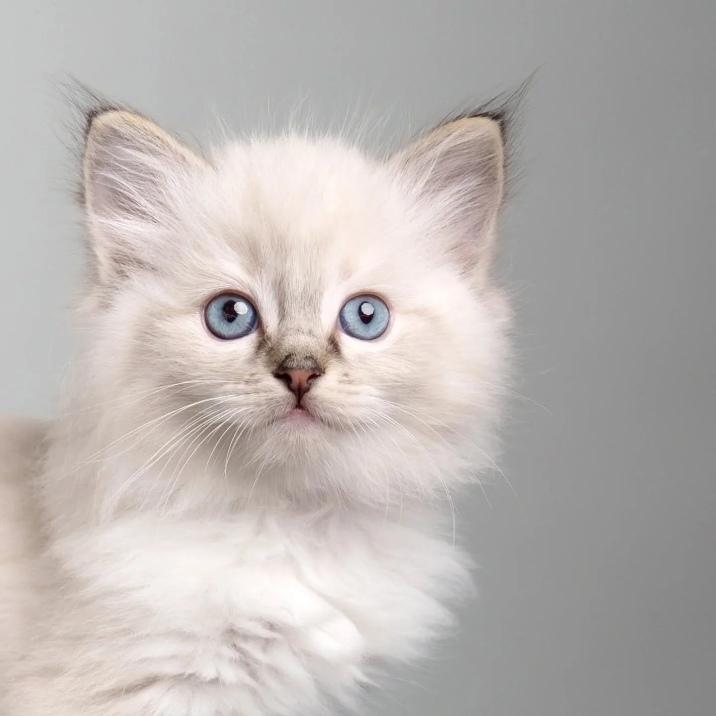 🩵Neve🩵
This little guy is so very loving, always wants to give and get cuddles 🥰😻
#ragdollkitten #ragdoll #cat