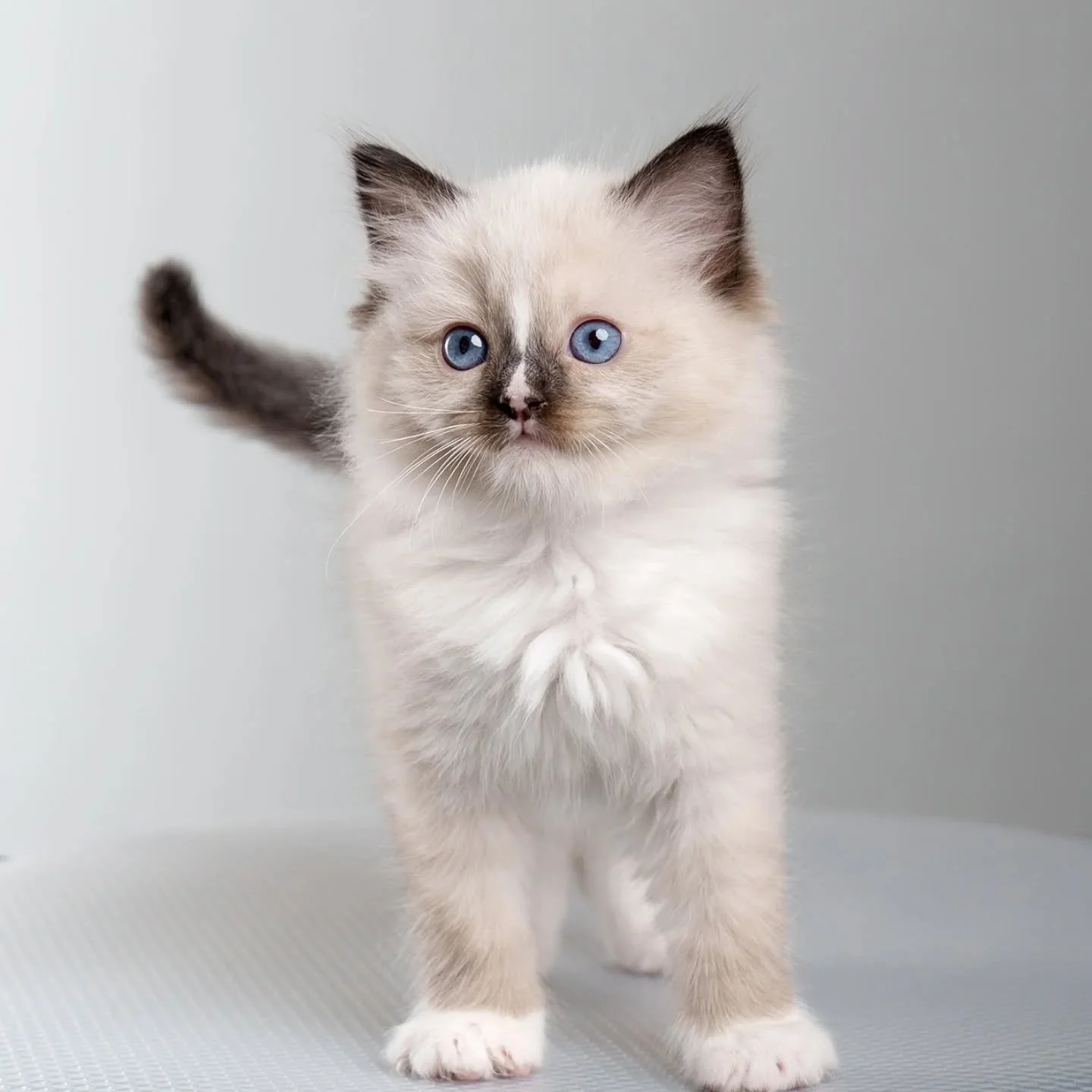 🩵Lumi🩵
This little boy is so sweet and curious 😍 He always wants to talk with everyone 

#kitten #ragdoll
