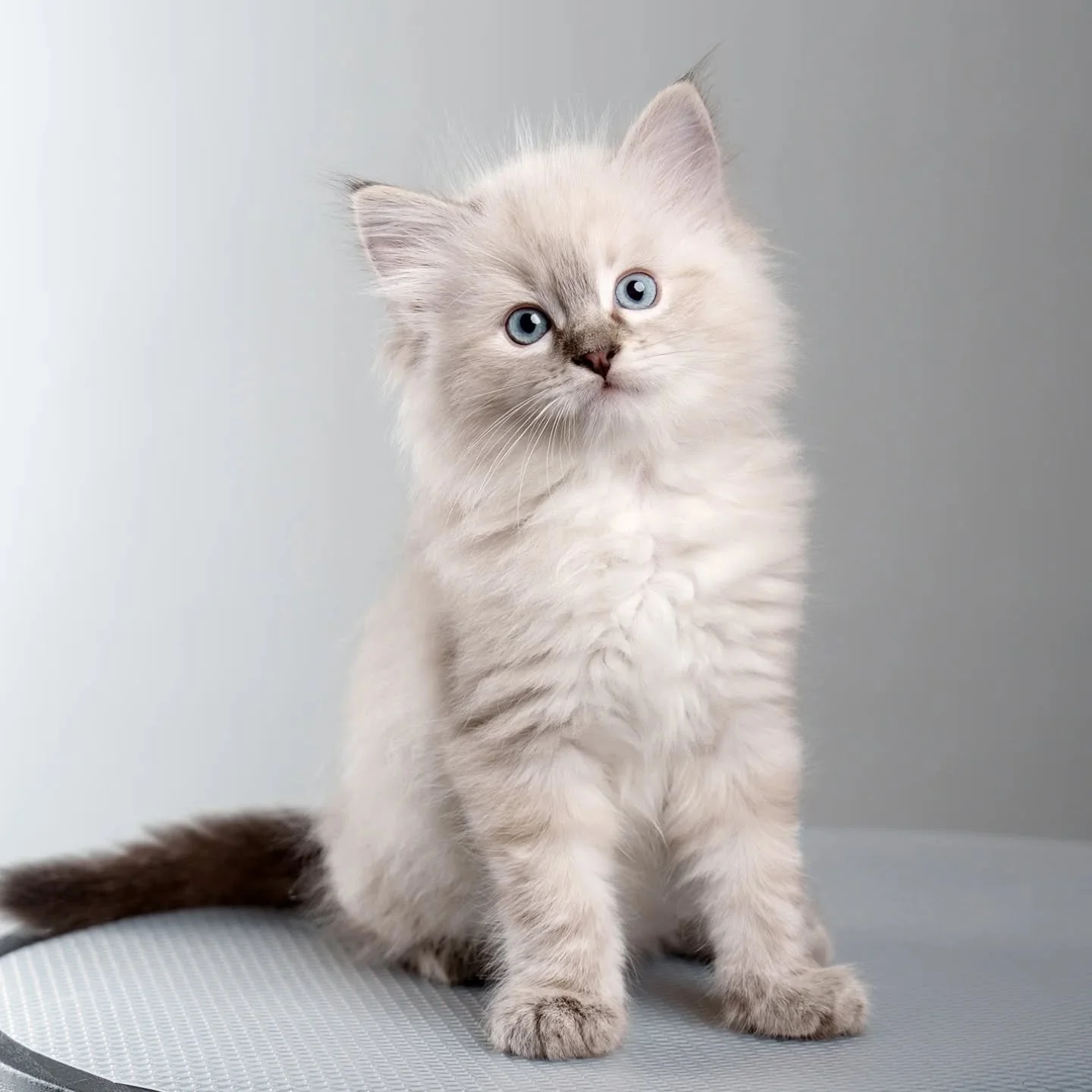 🩵Kar🩵
Biggest boy in the litter and very handsome 😻 He always finds the best sleeping spots 
#kitten #fluffy #dk #cattery