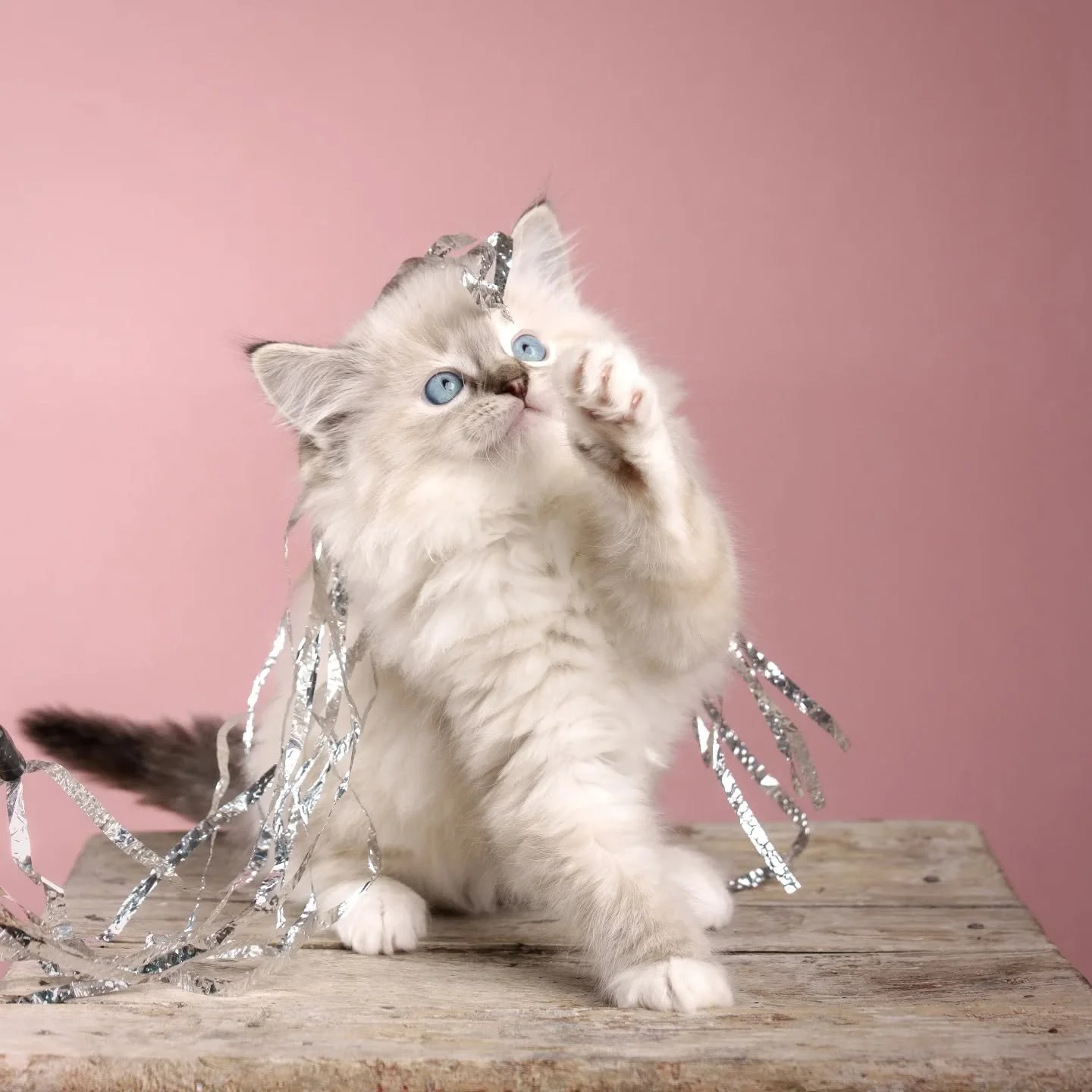 ❄️ Dk Shiruku Frosty Nix ❄️
#ragdolls
#killinger