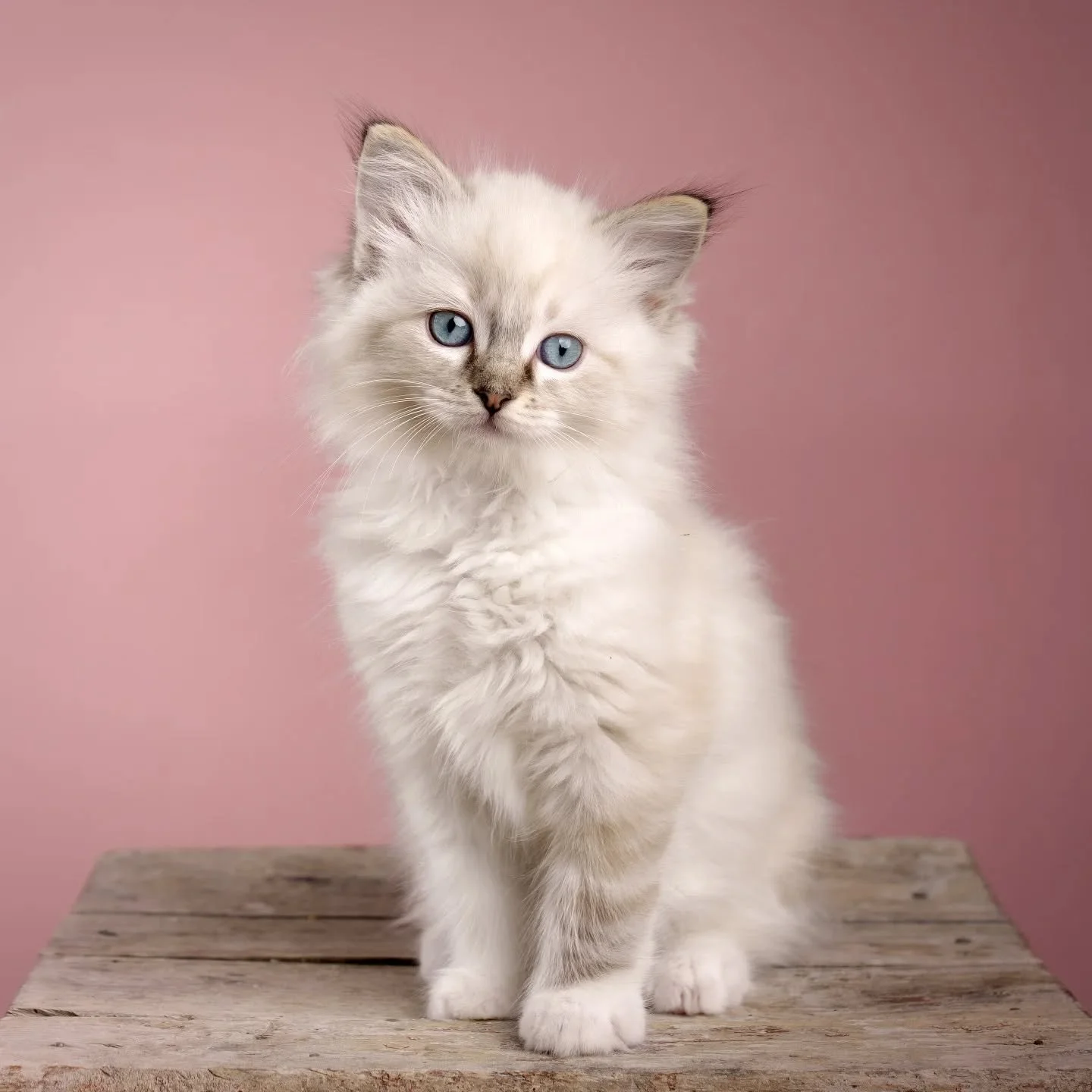 🌟 DK Shiruku Frosty Neve 🌟
#katteri #killing #fluffy