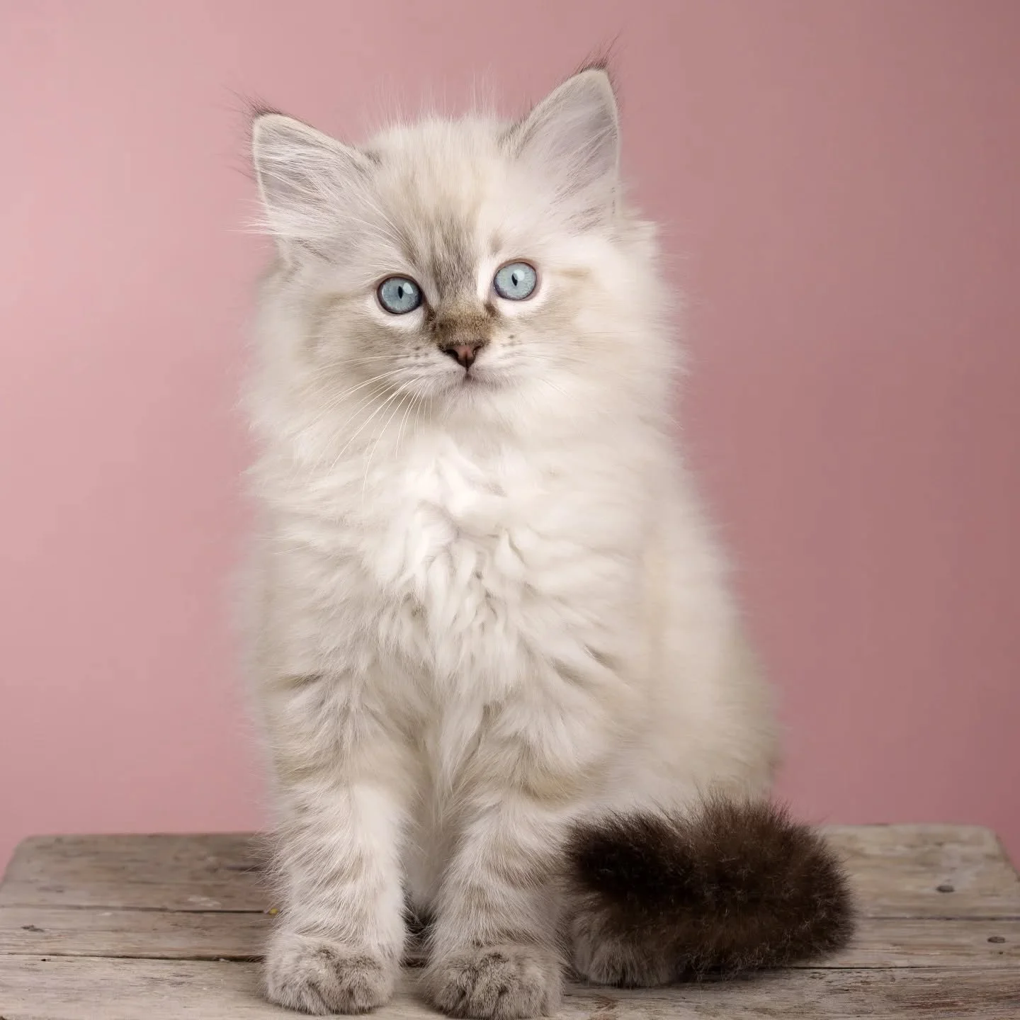 🐾 DK Shiruku Frosty Kar 🐾
#ragdollkittens #colorpoint #dk