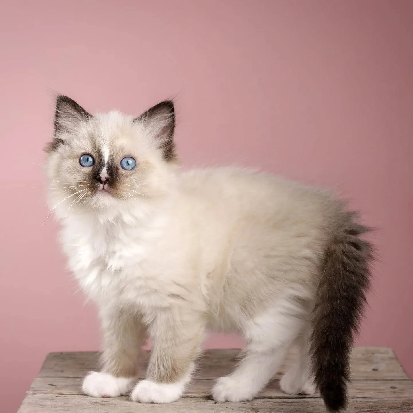 🌟 DK Shiruku Frosty Lumi 🌟
#mittedragdoll #cute #kat #killing