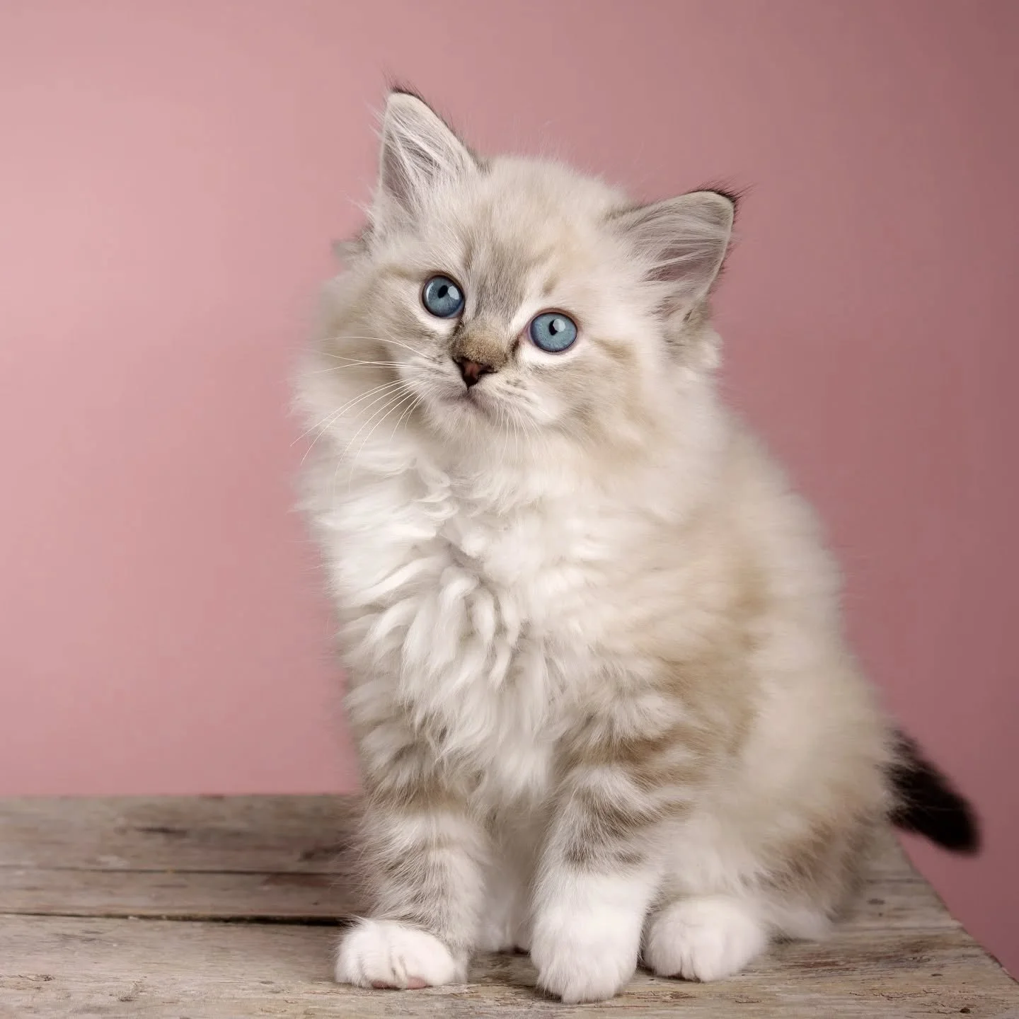 🫶 DK Shiruku Frosty Eira 🫶
#killinger #ragdoll #opdr&aelig;t #dk #fyn