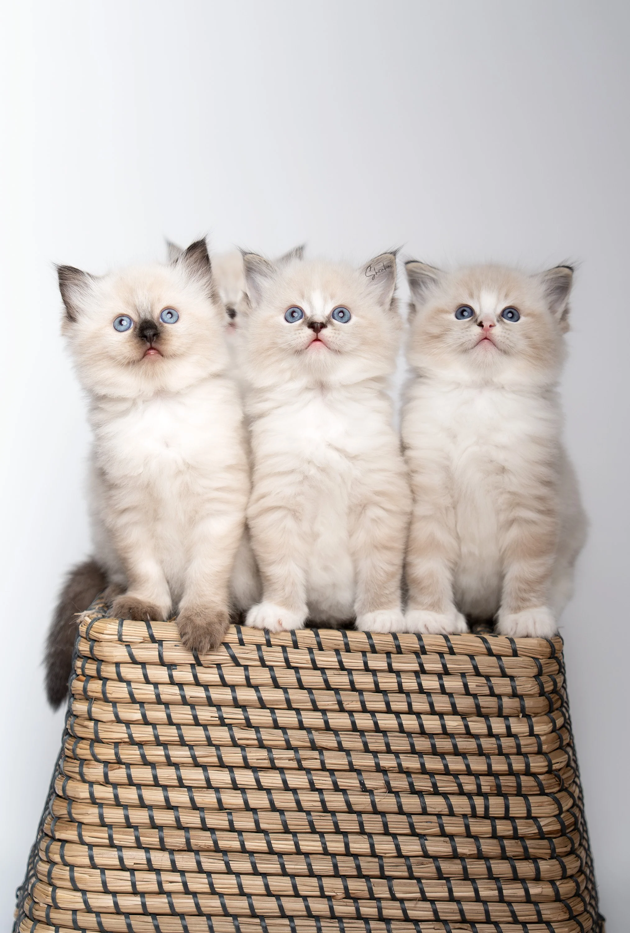 6 weeks - Macaron to the right
