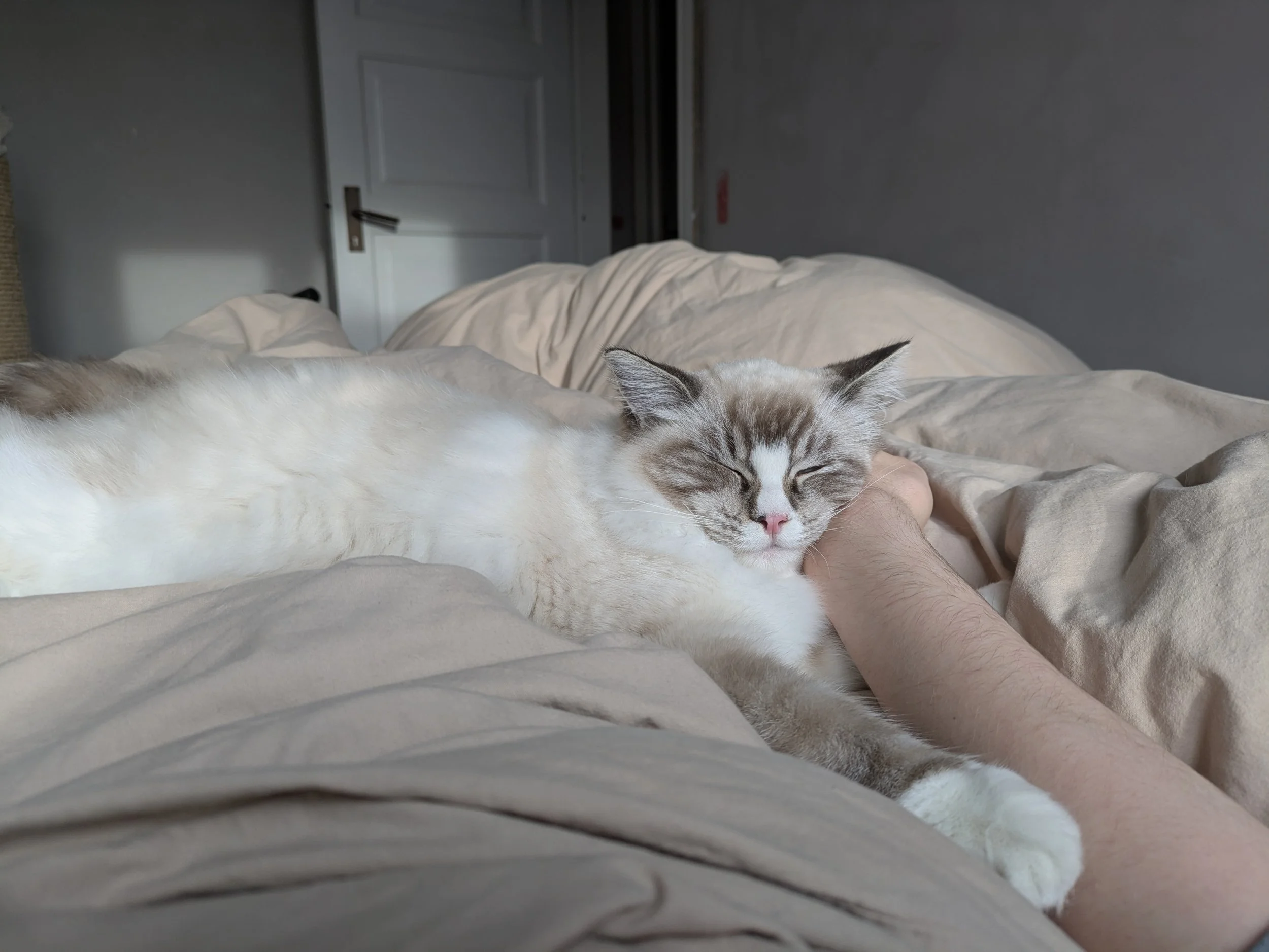 DK Shiruku Delicious Macaron