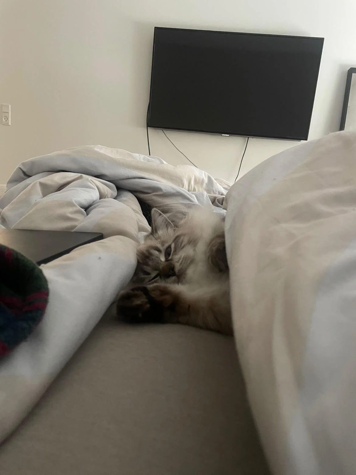 DK Shiruku Delicious Eclair