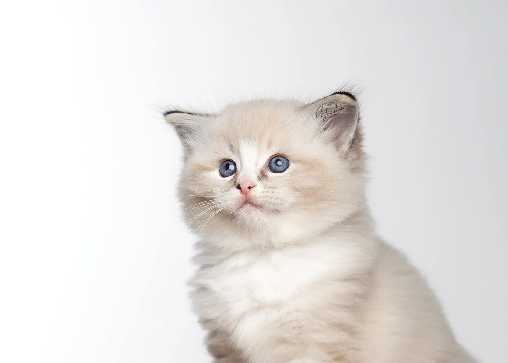 Macaron 6 weeks