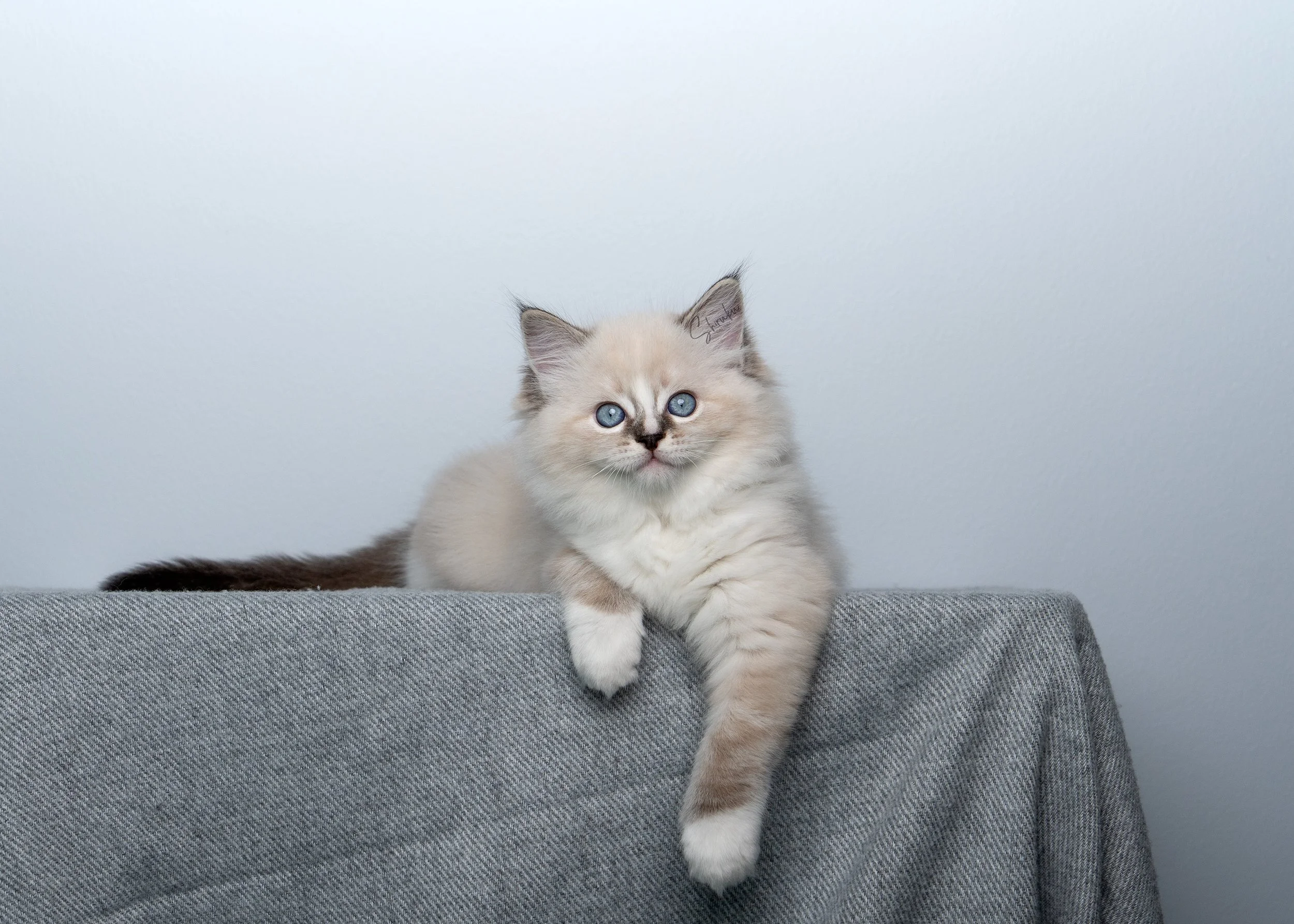 9 weeks