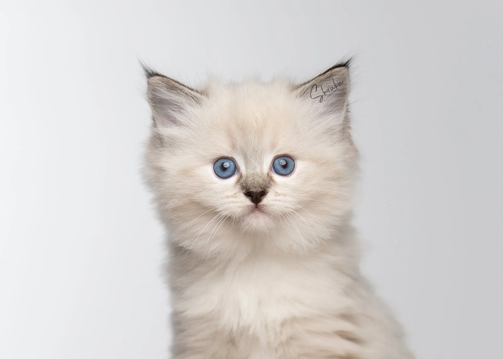 Eclair 6 weeks