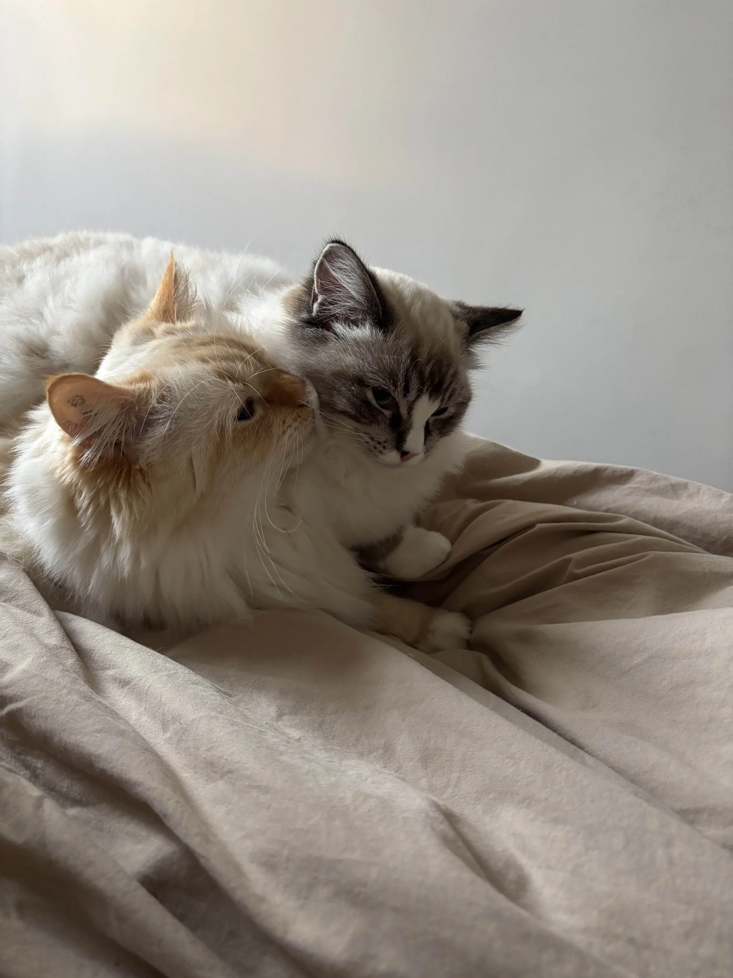 DK Shiruku Delicious Macaron