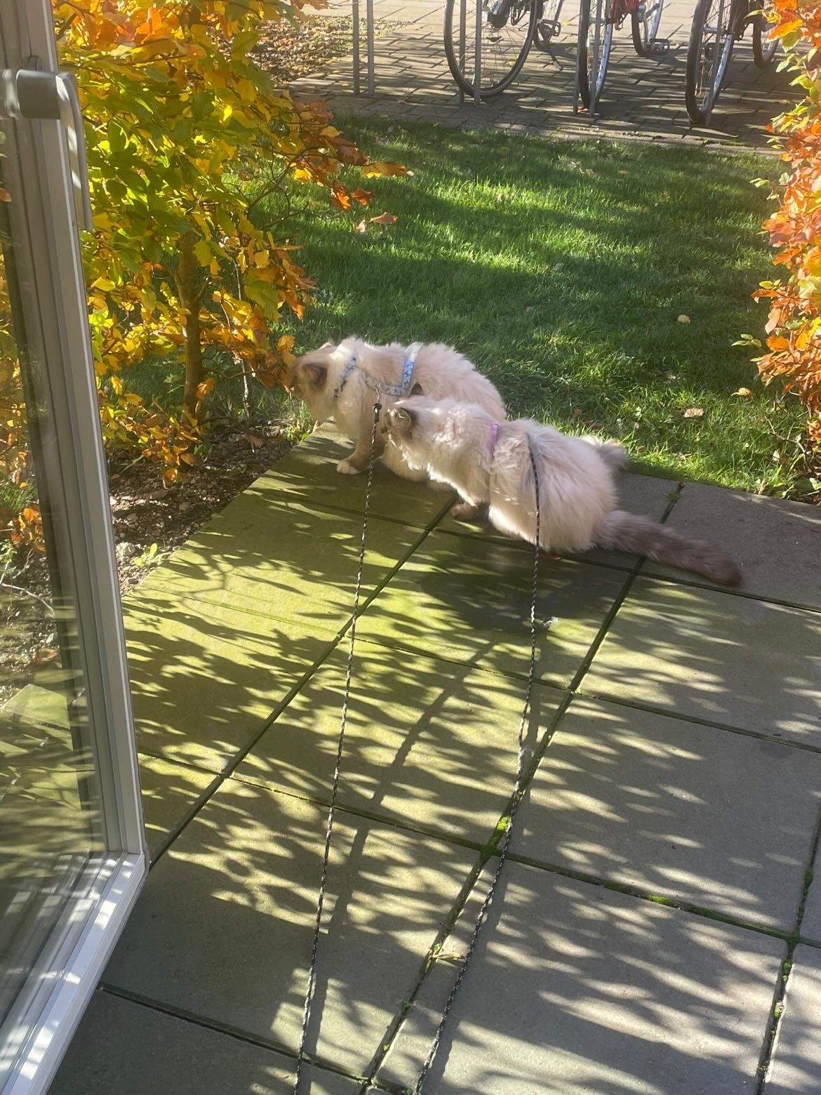 DK Shiruku Delicious Eclair