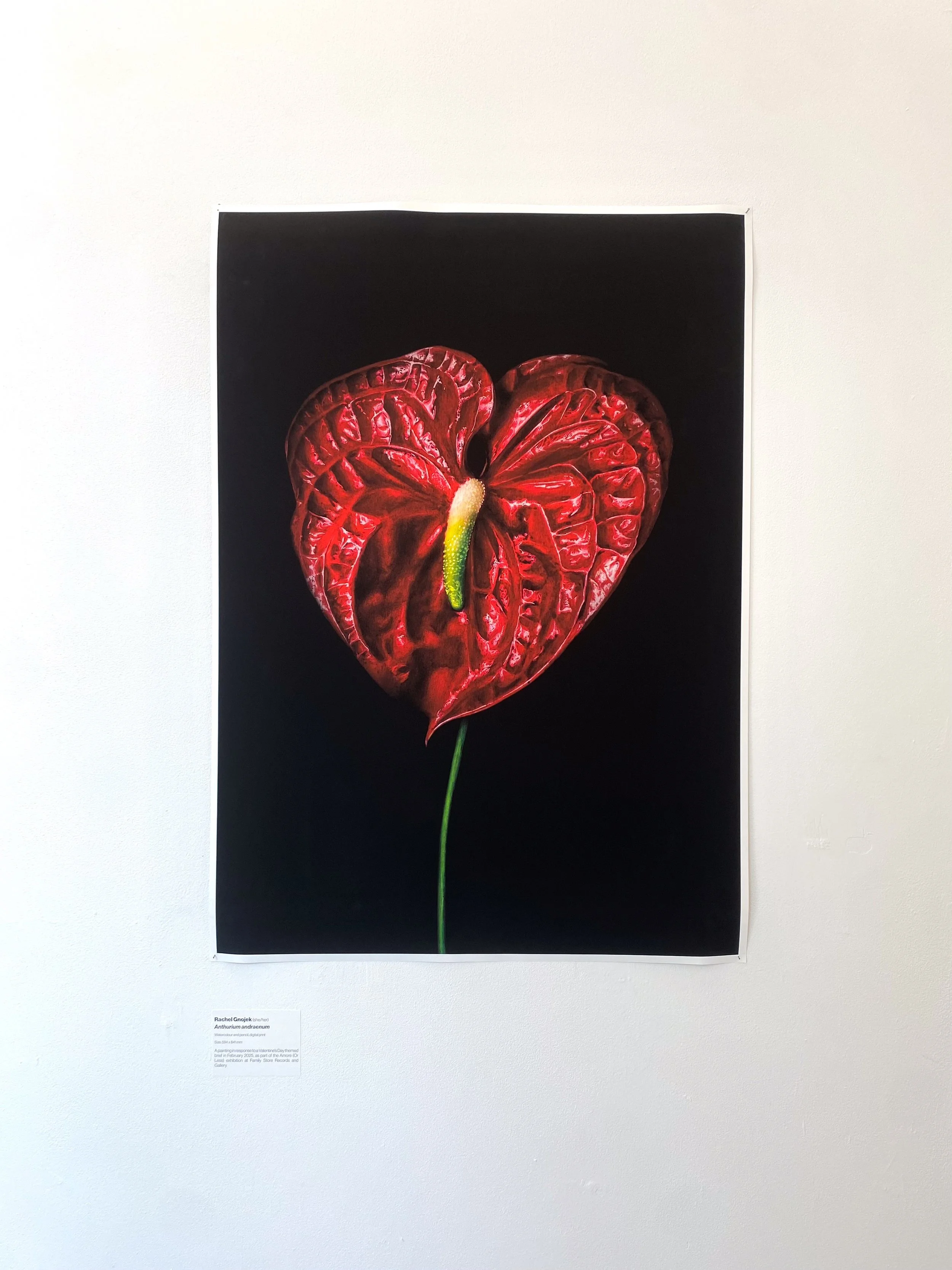 'Anthurium andraenum', printed 594 x 841 mm.