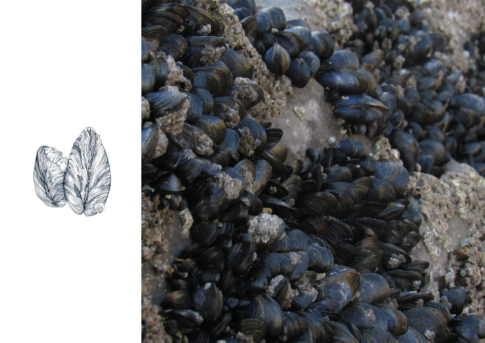 rock-pool journal14.jpg