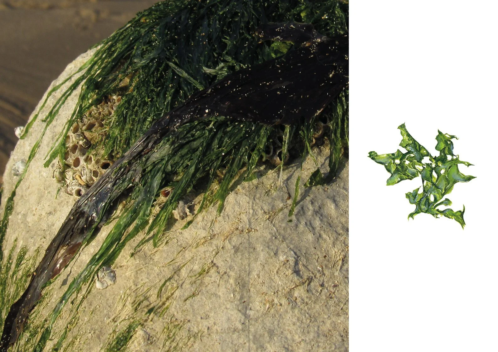 rock-pool journal15.jpg