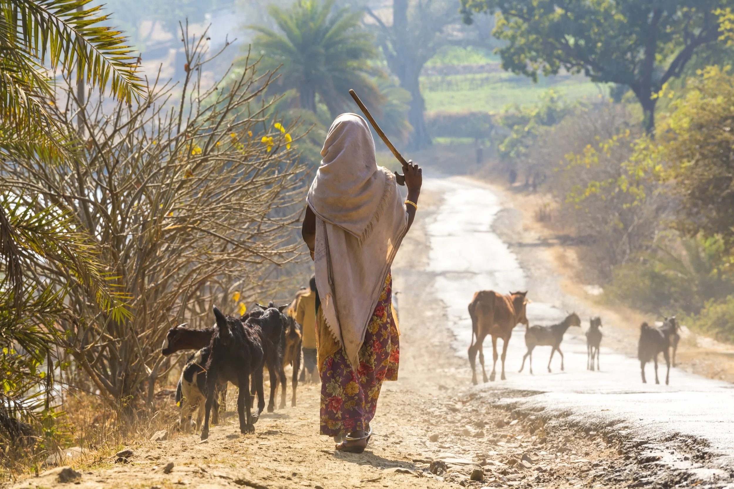 rear-view-of-woman-wearing-sari-walking-down-a-rur-2025-04-04-08-10-21-utc.jpg